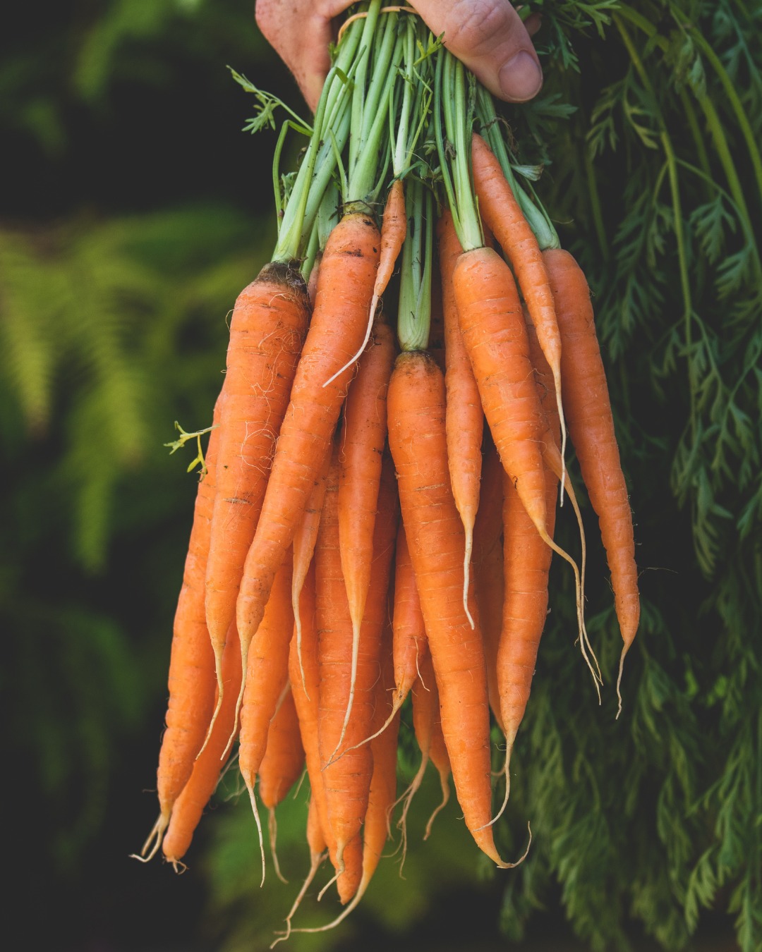 🥕 Carotte nouvelle : la star du moment
.
Elle arrive avec ses fanes, sa fraîcheur… et ce petit goût sucré qui signe le printemps.
La carotte nouvelle, c’est simple, bon, et ça change tout.
.
On les aime…
• Rôties au four, avec du miel, du thym, et un yaourt grec et un filet de citron pour servir
• Juste poêlées, avec du beurre et de la fleur de sel, pour accompagner un poisson ou une volaille
• En salade croquante, huile d’olive, citron et herbes fraîches
• A l’apéro, avec un bon crackers, un houmous ou un fromage frais aux herbes
.
Les petits + à shopper chez KIOUI
• Herbes fraîches: persil, ciboulette, coriandre, menthe…
• Huiles, vinaigres, miel, épices,... à l’épicerie fine
• Fromages frais, yaourts, beurre à la crèmerie
.
📍 KIOUI - 5 rue d’Achicourt, Arras
.
.
.
#carottenouvelle #legumesdesaison #kioui #kiouiarras #lebongoutdumarche #kiouiprimeurs #primeur #fruits #legumes #fromages #charcuterie #epiceriefine #madeinfrance #shoplocal #bio #vrac #instagourmand #foodaddict #healthyfood #lifestyle #familygoals #arras #hautsdefrance
.
www.kioui-primeurs.fr