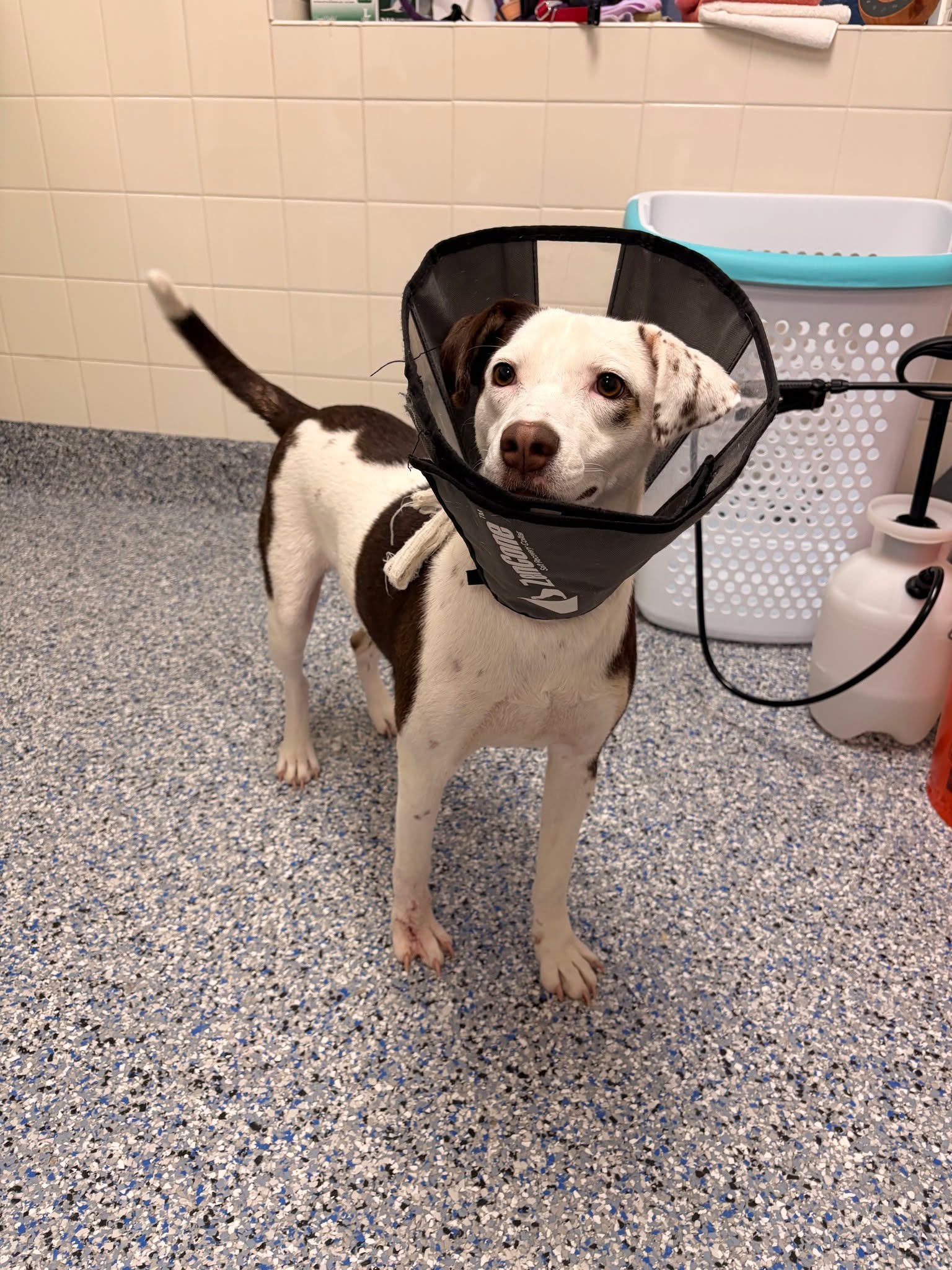 Bugatti is ready to ride off into the sunset with her forever family! 🚗
Our charming girl is posted for adoption, and her foot is healing nicely. As you can see from the photos, her bootie has been removed, and once she finishes up her antibiotics, her cone may be ready to come off, too! ❤ Bugatti is full of love, gentle snuggles, and gives hugs that could warm the coldest heart. While she's looking forward to the day she can bolt around full-tilt in the yards, she is soaking up every bit of love she can get from staff, volunteers, and visitors.
Bugatti is bright, bubbly, and affectionate. She loves other dogs, and especially loves attention from people. She's 10 months old and ready for a lifetime of love! Check out Bugatti on our website and submit your application to meet her - you may be just the medicine she needs to finish her recovery!