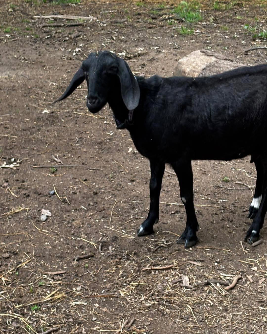 Palo Cedro ca. 2 year old registered mini Nubian doe available. Dam is7*p Willow had triplets this year. She is dry now. I do have a companion pet doe that could go along with her if needed.