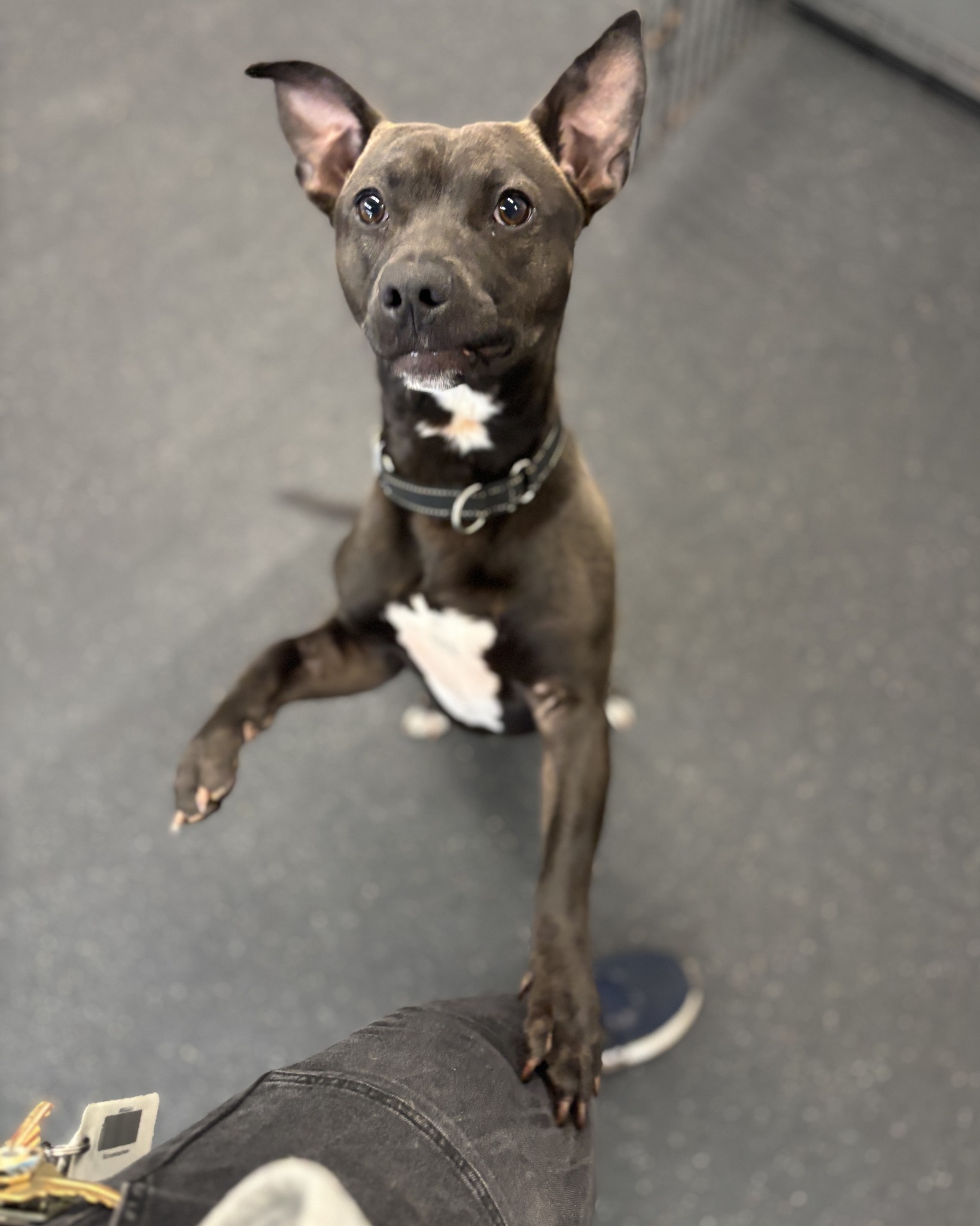 Caption this photo! We'll start: "Pardon me, ma'am. Might you be interested in providing me with that treat in your hand?"
Duke is a very polite boy! He's good natured, sweet, and looking for his furever home ๐ He's about one year old and is being fostered with Ruff Life Owner & Head Trainer, Tessa, which means he's getting a jump start on learning his manners!
If you're interested, reach out to @stellassanctuaryy! If now is not the right time for you, PLEASE SHARE to help this very good boy find his people!
#DogLovers #Asheville #AdoptableDog #RescueDogs #RescueDogsRock