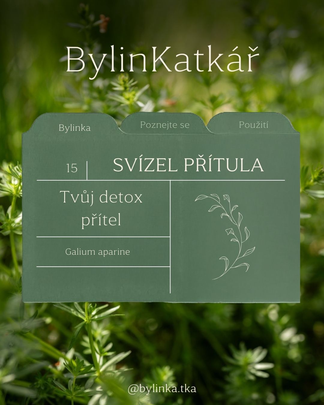 🌿 V květnu se s bylinkami doslova roztrhl pytel. A já jsem pro vás do květnového BylinKatkáře vybrala svízel – bylinku, o které se zas tak moc nemluví.
Většina lidí ho zná hlavně jako tu „lepivou“ bylinku, která se zachytí na oblečení při každé procházce. Ale víš, že je to zároveň i skvělá bylinka pro jarní detox?
Dala jsem pro tebe dohromady to nejdůležitější o svízeli a přidala i malý návod na jednoduchou jarní kúru, kterou můžeš vyzkoušet. 🌿
Tak schválně – náš svízel jen jako „lepivý plevel“ nebo ho používáš? A jak? 💚
#bylinkatka #svizel #svizelpritula #bylinky #jarniocista #prirozenapece #bylinkarstvi #bylinkatkar #zivotsbylinkami