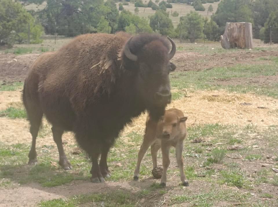 Born yesterday at Truchas in the ranch of my friend Jerry