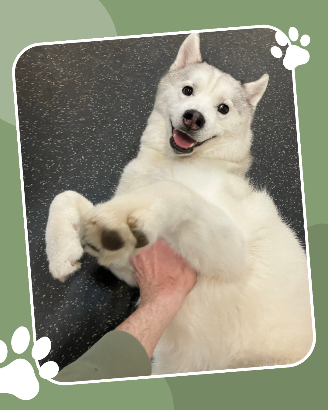Soft,, sweet,, and oh-so-gentle pups 🐾
We'll take care of the belly rubs for you here at Pet Resort 😆
👉 Swipe to meet these adorable little fluffy dogs!
#GivingTree #Virginia
#GivingTreePetResort #Reston
#Dogboarding #PetResort #Bellyrubs #Fluffypups