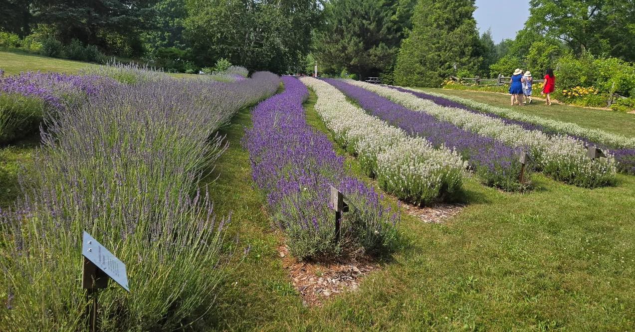 Only one week and we will be open! It is too early in the season for lavender to be blooming but our Lavender Boutique will be open and stocked with our natural, small batch home and body care products. We will also have a selection of lavender plants available for sale while supplies last. We hope to see you soon.
#seasonopener #lavenderfarm #lavender #teeswater #visitsouthbruce #wingham #lavenderplants #lucknow #explorethebruce #brucegreysimcoe