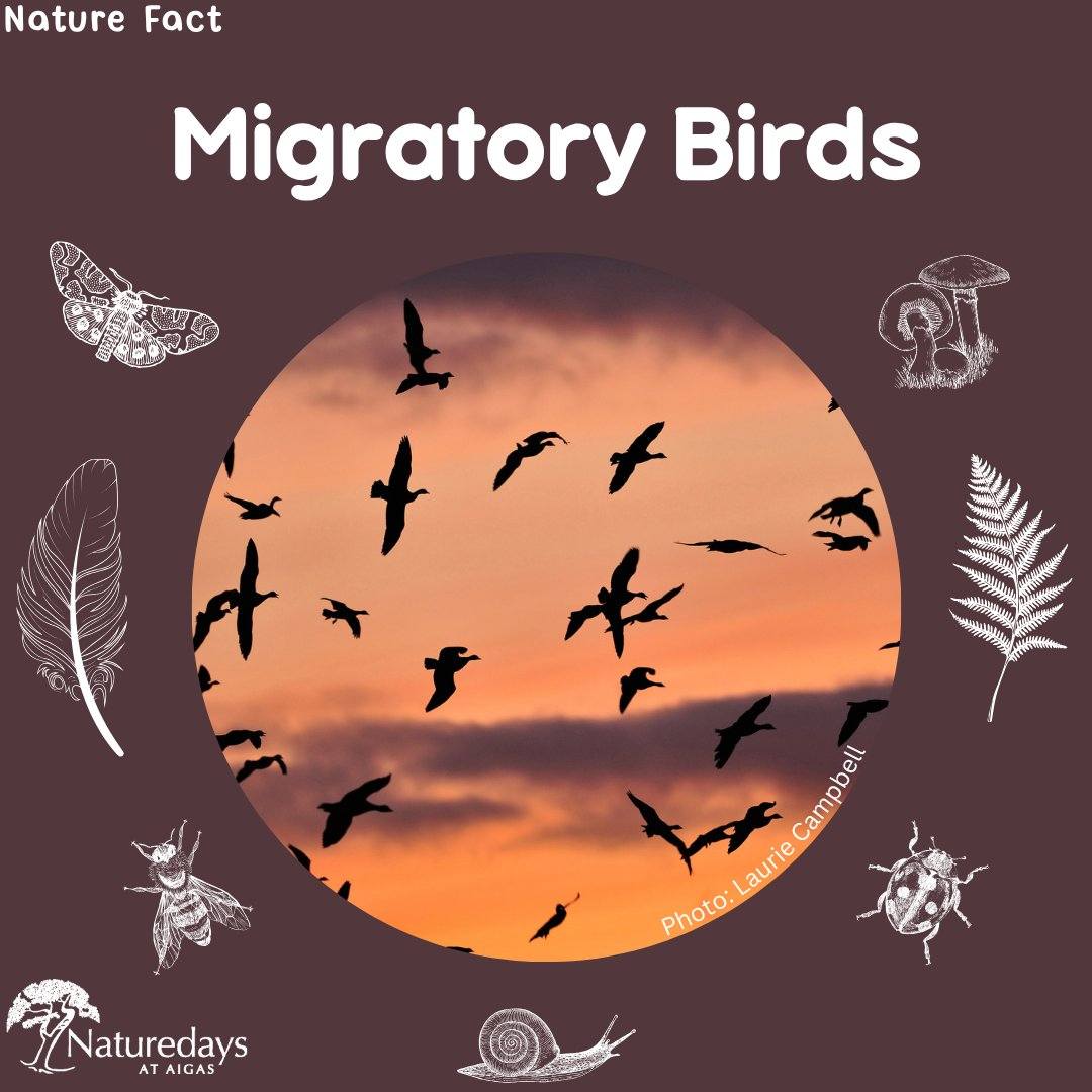 Saturday 9th of May was World Migratory Bird Day, and we want to celebrate 🥳
Many of our favourite bird species actually spend their winters abroad, only returning to UK shores in the spring to breed. Ospreys, swallows, swifts, cuckoos and whitethroats are just some of the amazing birds who journey thousands of miles to spend the summers with us. But migratory birds are in trouble: every year, fewer return, with some species like spotted flycatchers and cuckoos now facing serious decline. Scientists think this could be due to climate change, habitat loss and plummeting insect populations, which many of these migratory bird species rely on for food.
So what can we do to help? Initiatives like 'No Mow May' are a great way to start restoring biodiversity to your homes and local communities. They also keep areas connected, making sure migratory birds have regular feeding opportunities throughout their journey. Others things you can do include putting up nest boxes for swifts and house martins (who have lost a lot of their traditional nest sites through development), signing up for local surveys and joining wildlife groups in your area. Oh, and encourage your friends and neighbours to do the same - spreading the word is also a great help!
📸Laurie Campbell
#BirdWatching #BirdsOfInstagram #WildlifeEducation #WildlifeDiscovery #NaturePhotography #EnvironmentalEducation #BirdPhotography #UKBirds #Nature #BritishBirds #Birding #UKBirding #OutdoorEducation #AlternativeEducation #Conservation #BirdMigration