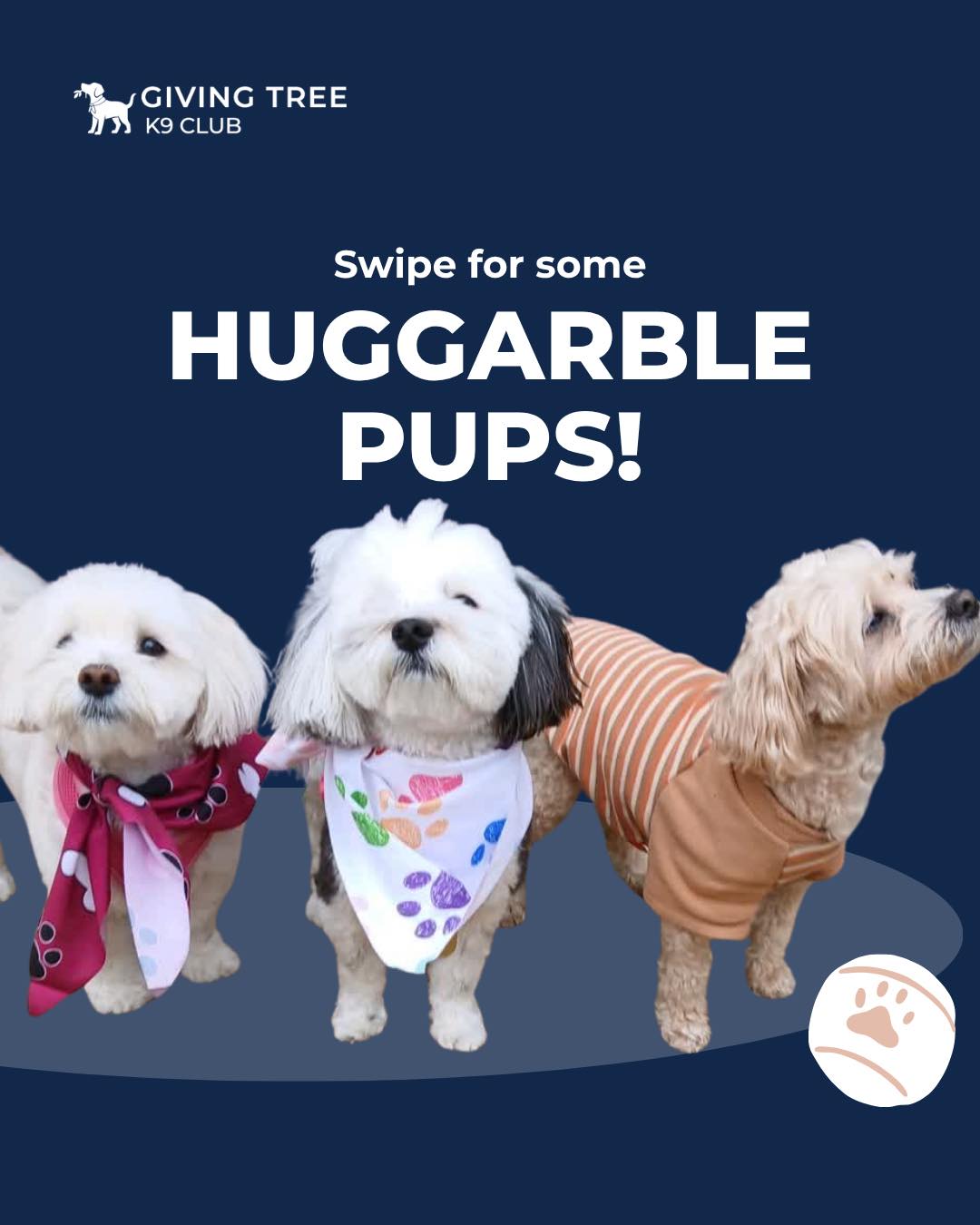 The huggable dogs of K9 Club 😝
Whether indoors or outdoors, they’re always ready for cuddles!
👉 Swipe for some huggable pups! 🤗🐾
#GivingTree #Virginia
#givingtreeK9club #fallschurch
#huggabledogs #patpat #🫳