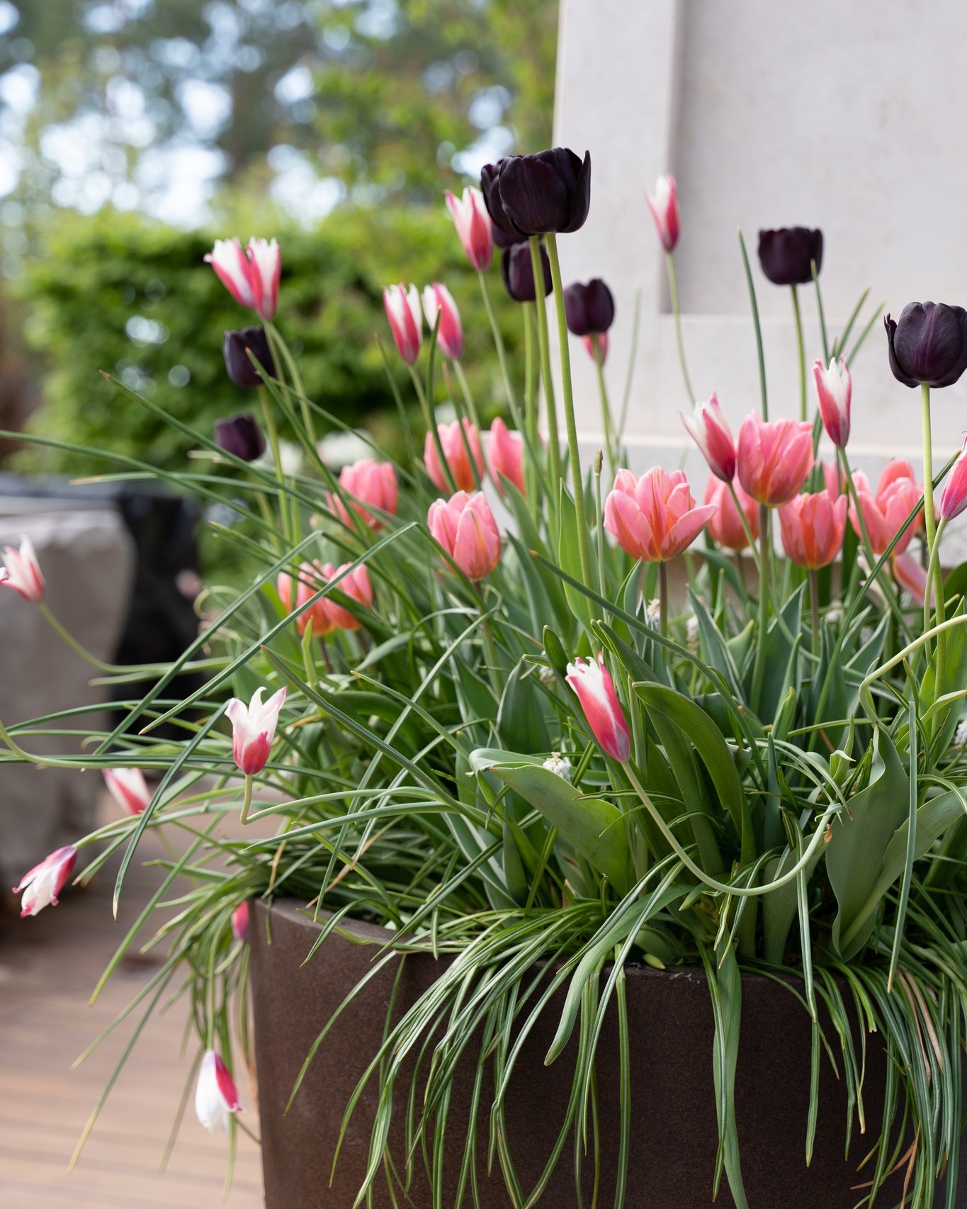 Tulips in bloom — the garden’s most delicate awakening.
After the stillness of winter, tulips open softly, bringing renewal, colour, and movement to the garden.
And there can never truly be too many tulips, or spring bulbs in general.
They bring endless joy: rivers of colour returning year after year.