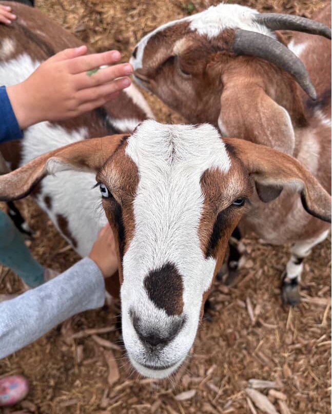 Just a little Sunday mood brought to you by a very happy goat 🐐