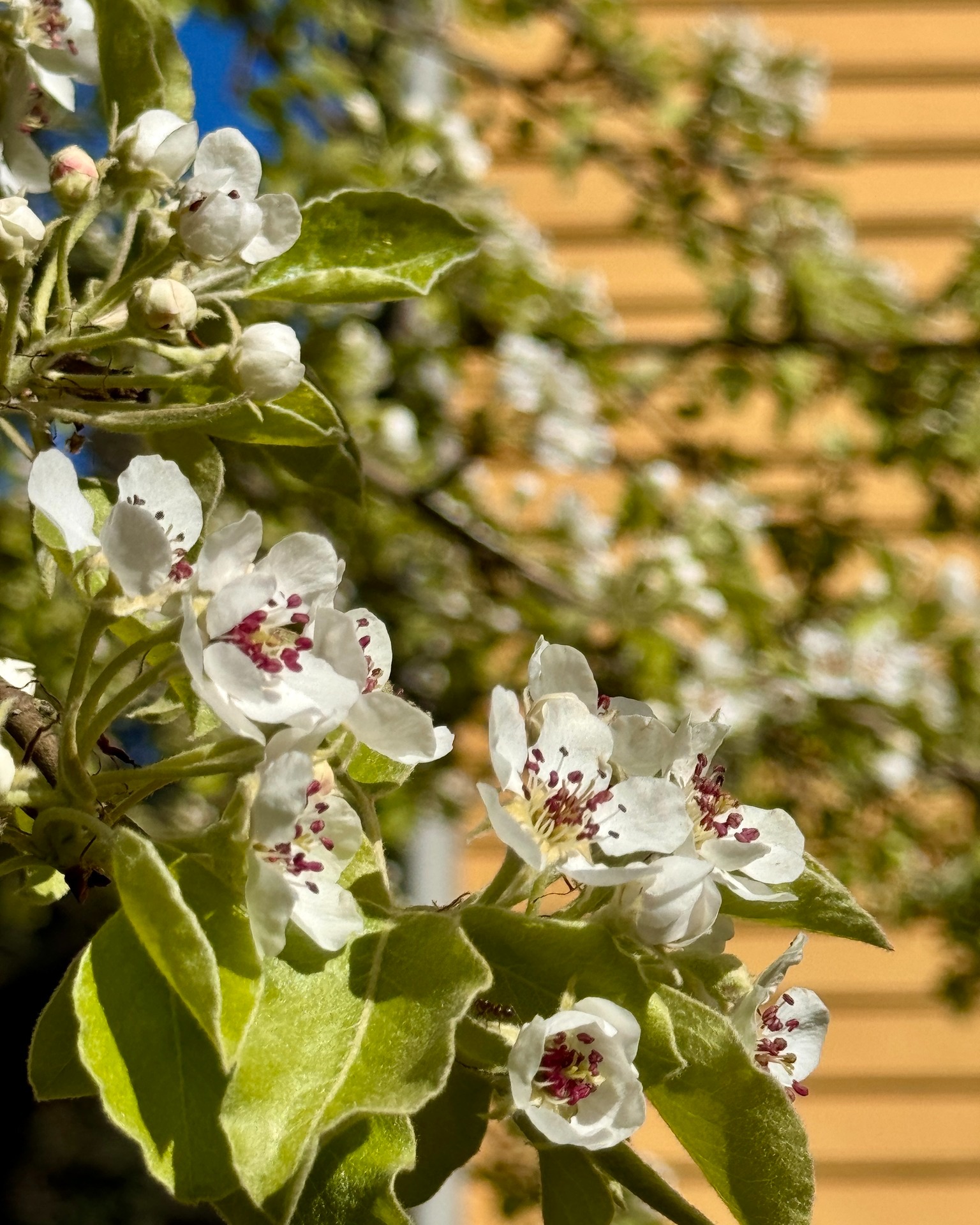 Det händer otroligt mycket i naturen just nu. På bara några dagar har sötbärsträden på hela Kinnekulle börjat att blomma, päronträden likaså, äppleträden är inte långt efter. Häggen blommar och det är stora knoppar i syrenen. Det är en ljuvlig tid vi lever i just nu. Tack vare de kalla nätterna, temperaturen har legat runt 0 här på många håll, så håller sig blomningen kvar ett tag till får vi hoppas! ☺️