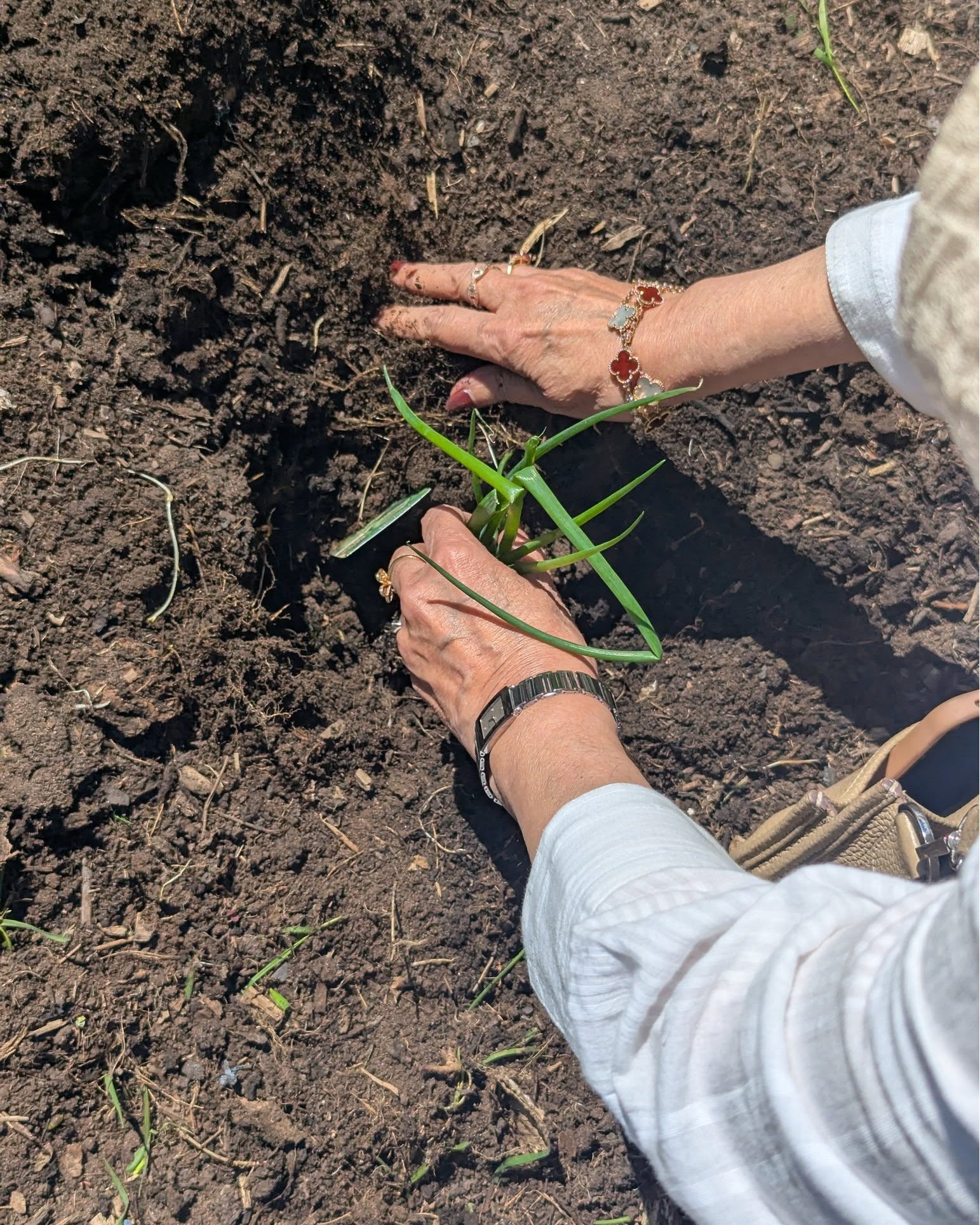 Planting herbs for a special wellbeing garden at Saheli Hub in #BalsallHeath last week with @bosfonline.