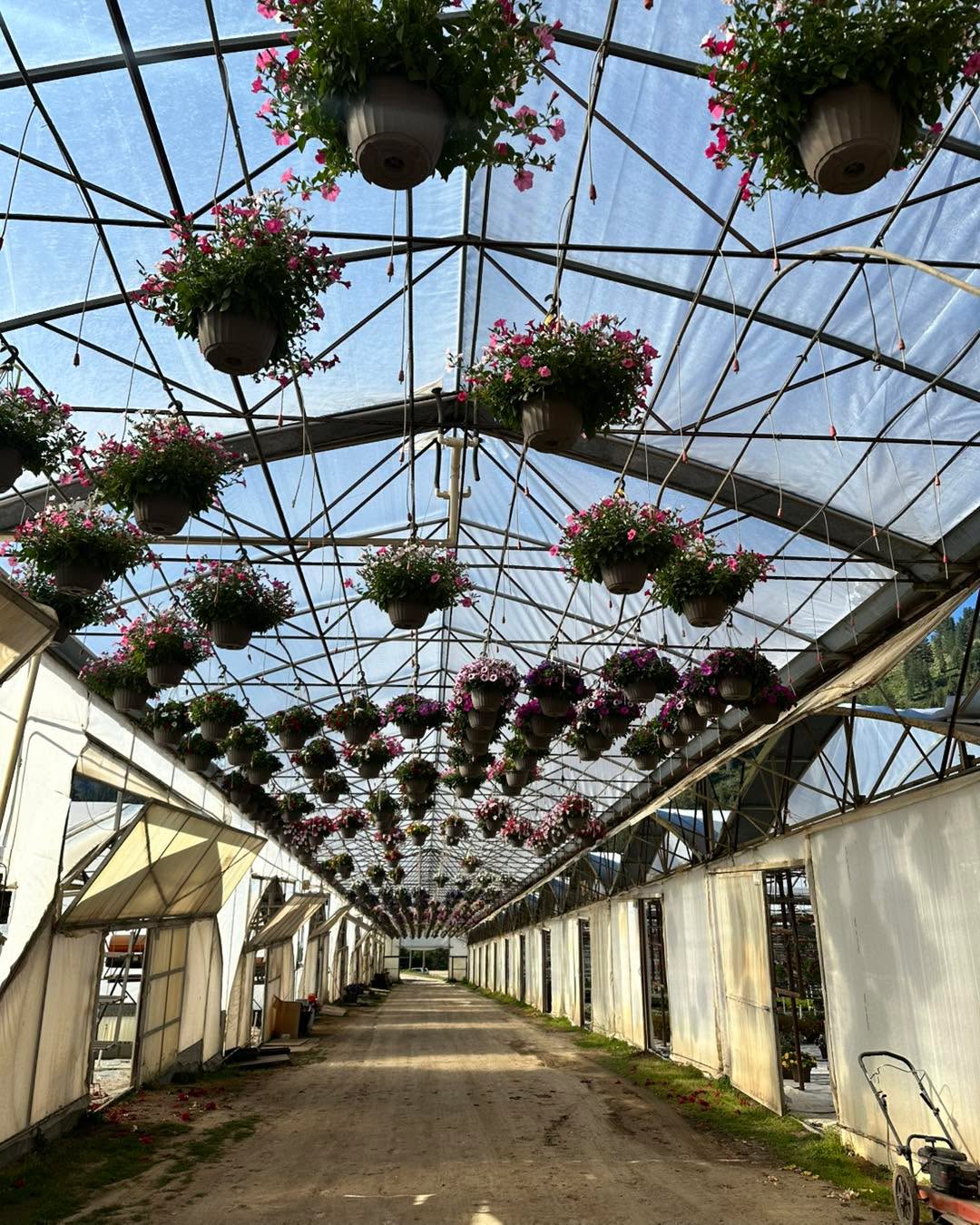 It may look like we have quite a bit of plants left but a lot of them have already sold and will be heading out this week! Mother’s Day week is in full swing!