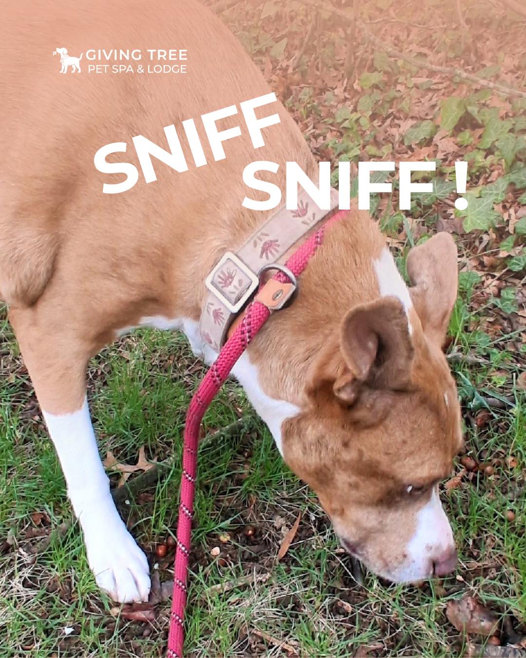 sniff sniff.. 🌿 Fresh grass, warm sunshine, and happy paws everywhere ☀️PSL pups are soaking up every little moment nature has to offer!
👉 Swipe to see our furry explorers enjoying the great outdoors 💚
#GivingTree #Virginia
#givingtreepetspa #Alexandria#PetSpaAndLodge #Daycare
#HappyPups #OutdoorAdventures