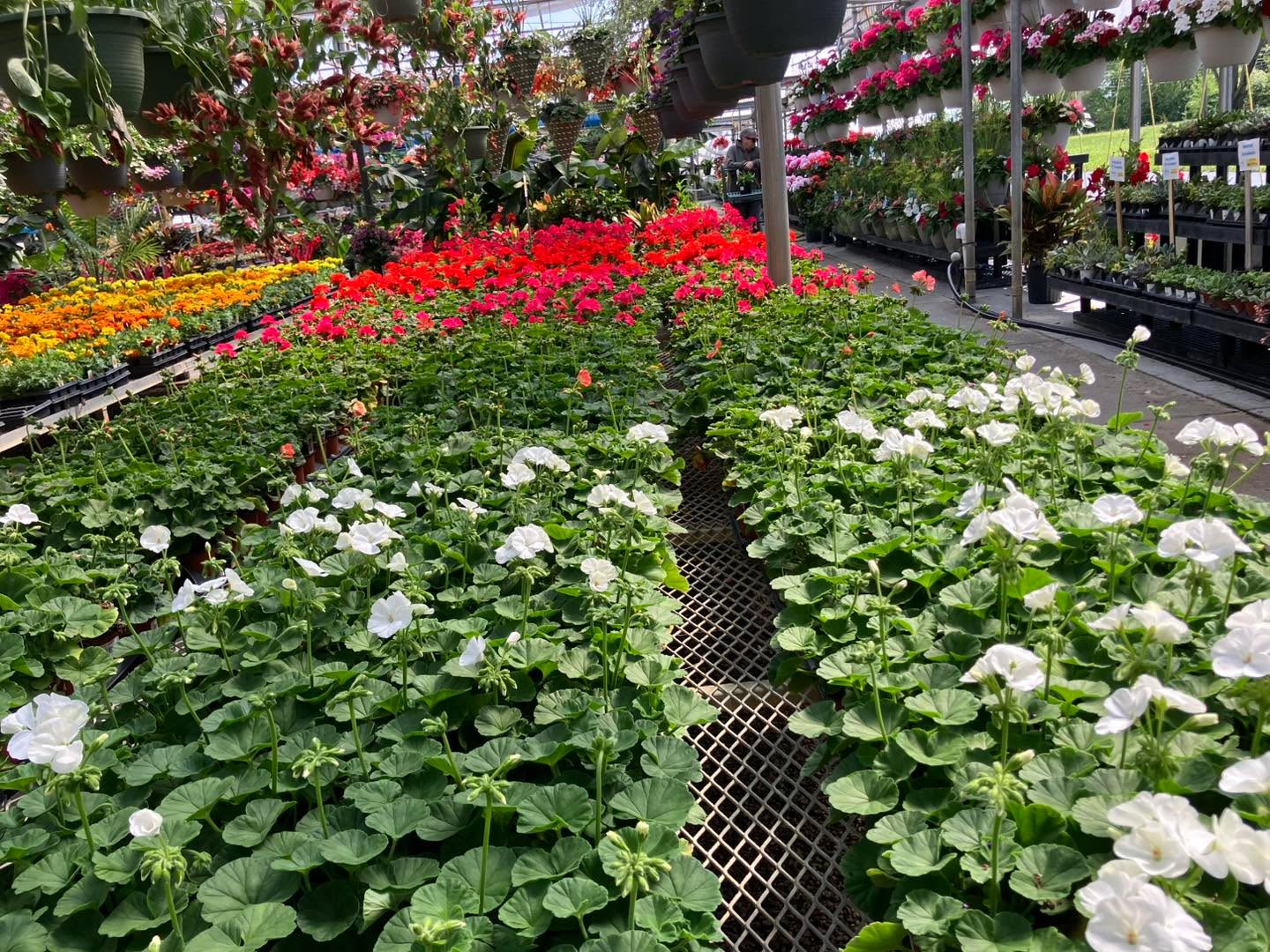 Happy Mother’s Day! 🌸 If you’re heading out to the greenhouse today, we have a special treat for you.
Bogo on pint geraniums- last day ☀️
Morning Munchies is on-site serving up delicious eats while you shop!
We are open 10:00 AM – 5:00 PM.
Come grab a bite, enjoy the sunshine, and let’s see if we can fit just one more hanging basket in your backseat.
#happymothersday #morningmunchies #stockslagersgreenhouse #shoplocal #springblooms