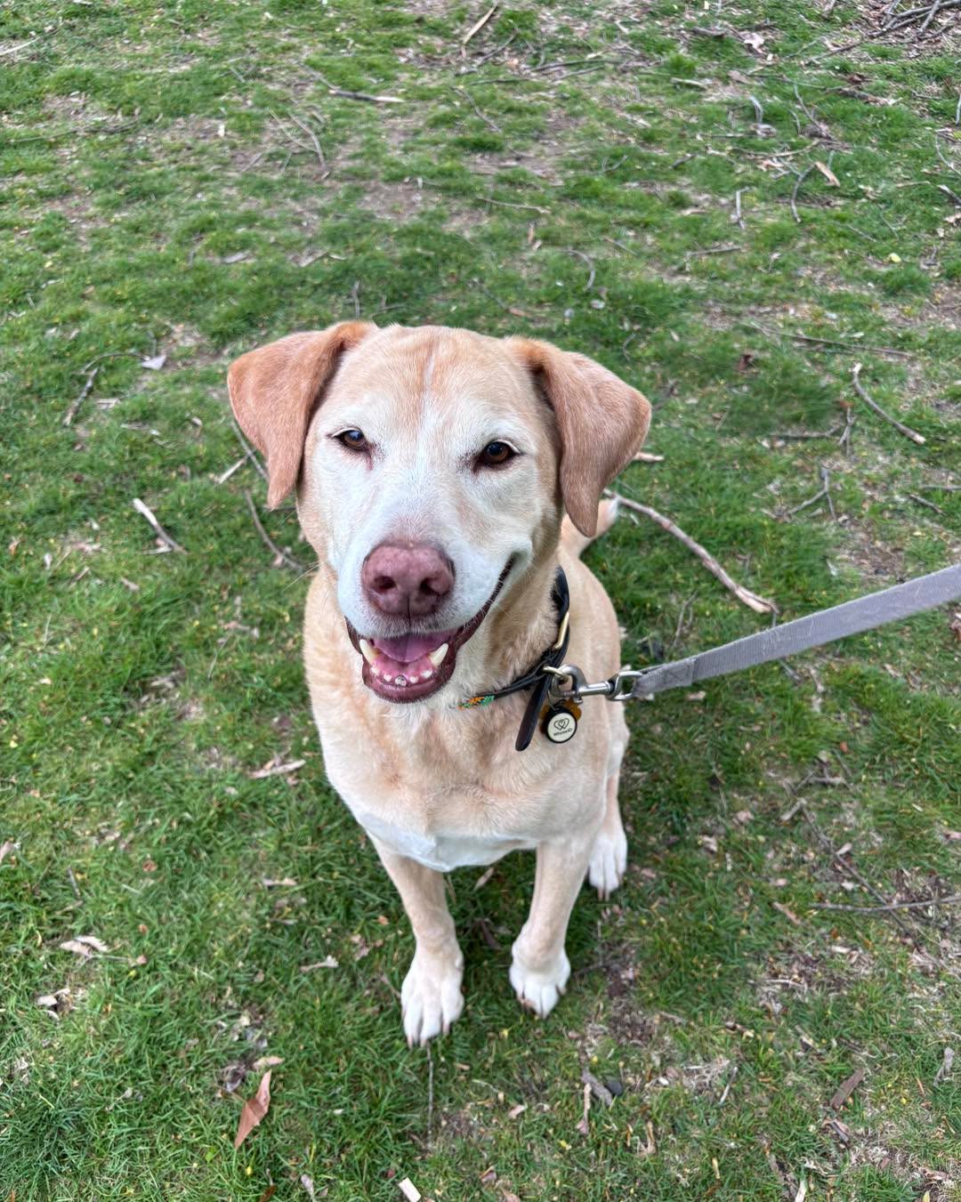 #Welcome to the new kid on the block, Henry! So nice to have you with us! #labsofinstagram #nkotb 📸 by AB