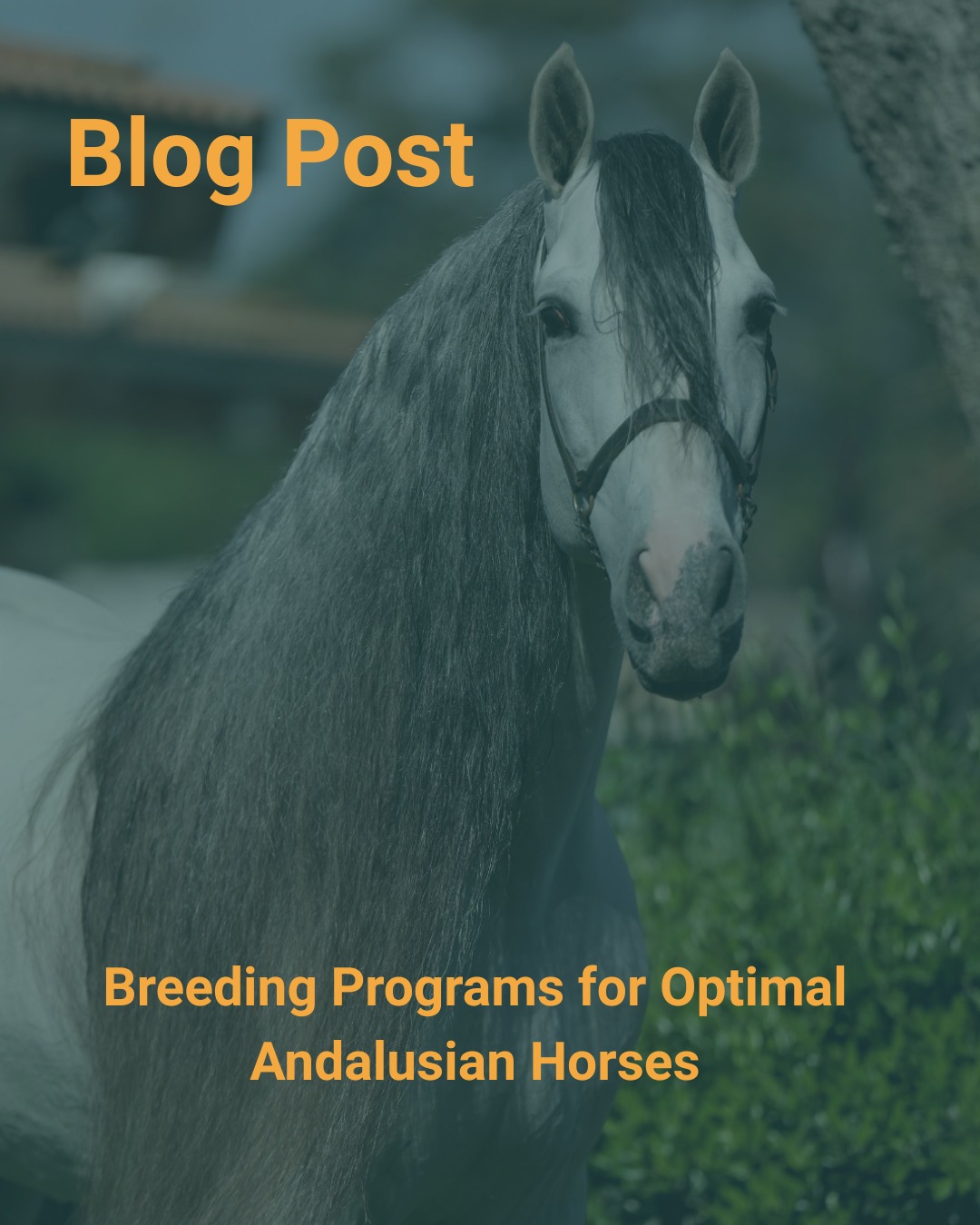 Bryan offers us his expert insights and shares some of what it takes run an optimal breeding program.
Learn how breeding, nutrition, and management come together to produce the most desirable traits in the PRE Andalusian world. π₯
Read our latest blog on Whitestallionhay.com to find out how you can improve your breeding program. π
#andalusianhorses #Pre #breeding #genetics #equinenutrition #management #whitestallionhayandranch