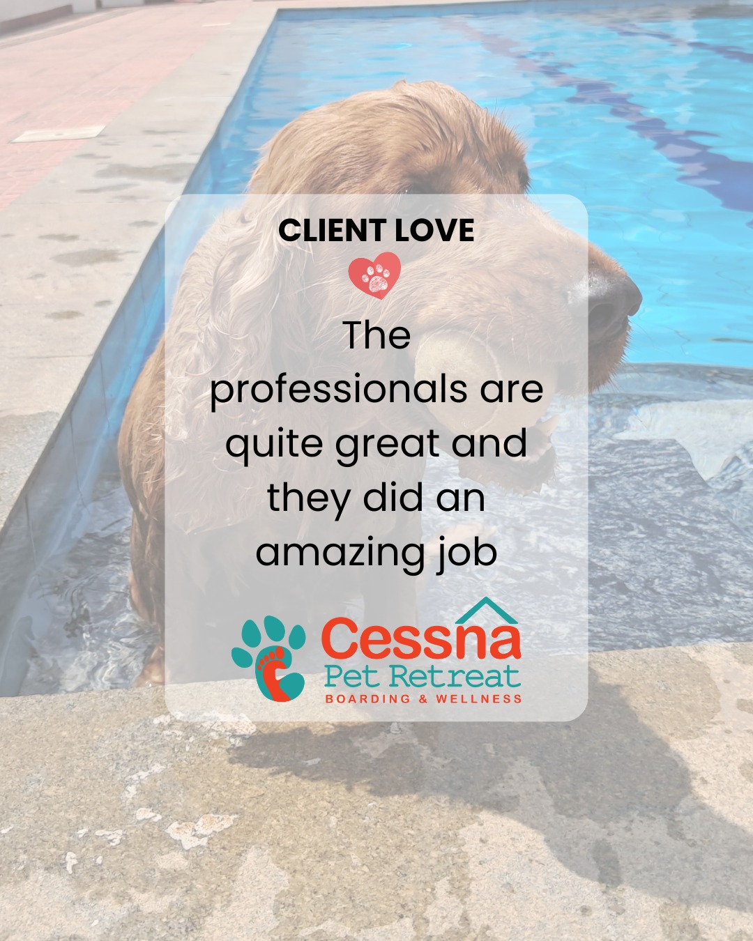 🐾💛 Nothing speaks louder than happy pets (and happier parents).
Thank you for trusting us with your furry family.
Because at Cessna Pet Retreat, it’s never “just pet boarding”…
it’s care, comfort, and peace of mind.
📞 Call 76196 34627 to book your pet’s stay