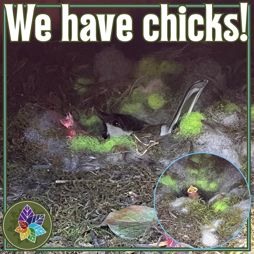 ๐ฟ๐ฆ Very exciting news from Forest School! ๐ฆ๐ฟ
Since returning from the Easter break, the children have been carefully watching a great tit that has made its nest in one of our sheds.
Today, we were thrilled to discover chicks! ๐ฃ We think there are around four altogether.
The children have loved observing this special part of nature and are very excited to continue watching the chicks grow over the coming weeks. ๐
.
.
.
#forestschool #NatureInAction #birdwatching #pastonridings
