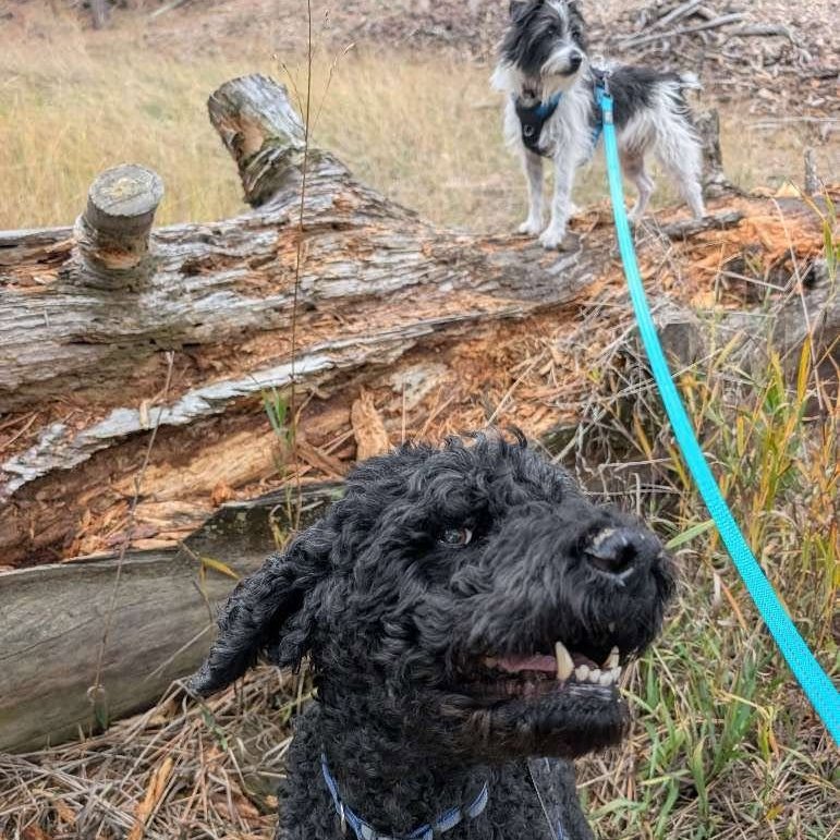 Sweet boy Jet loves an adventure through the woods and photobombing his sister with his cute smile! 😋
Need some help exercising your dog🐶, or do you have a pet that needs to be checked in on, let outside, or fed 🐰? Give us a call, email or message to schedule a meet and greet today! 🐱
.
.
.
#montana #missoula #canine #dogwalker #montanagram #missouladogs #missoulapets #missoulacats #dogsofmissoula #catsofmissoula #dogsofinstagram #dogsofinsta #dogsofinstaworld #catsofinstagram #catsofinsta #puppies #optoutside #allaroundadventures #newadventure #chickens #fish #reptiles #horses
