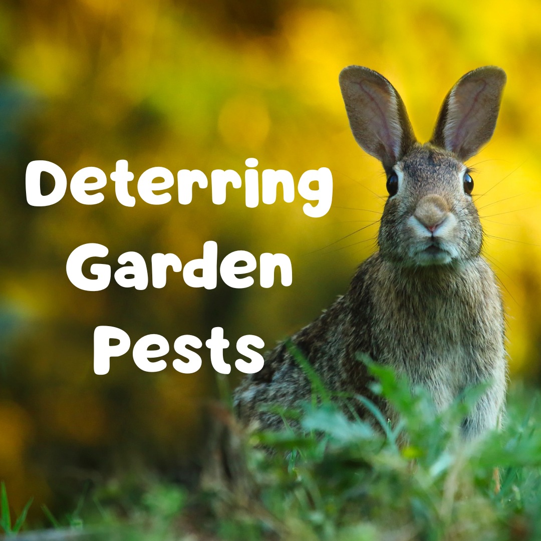 Animals can be very cute to watch, but a real problem in your garden when you don’t want them around! We have a few tips to help you deter these furry friends from nibbling and digging around your hard work and eating your plants.
1. Use organic scent-based repellents - things with very strong smells are very useful against many rodents, rabbits and deer. For spooking prey species away, add some Plantskydd to mimic the smell of predator activity (blood-based formula), Bobbex for a powerful mix of scents and oils to spook prey, or try a strong smell such as Skeddader’s rosemary-based product line for those with sensitive noses such as cats, squirrels, voles and more. You can also plant some strong scented plants around your garden!
2. Try a physical barrier to block access - wire, netting, or fencing can be very useful! If you’re trying to prevent digging, you can bury part of your barrier and add materials such as gravel to make it harder to get through. You can also try using catch and release traps to relocate animals from your area.
3. Visual deterrents can be quite a scare to birds looking to hang out and have a snack in your garden. False owls and other predator models can spook birds, as well as bright reflective or holographic tapes. You can also use simple tricks to help protect your favourite plants - painted strawberry rocks ahead of harvest is a great method of teaching birds that red objects in your yard are not edible, including strawberry fruits!
At the end of the day, there are quite a few natural ways to deter animals you don't want around, and you can do it without poisons and harm. Talk to your local garden store (such as Apache Seeds!) for natural, organic products and safe deterrents for use in your yard.
.
#apacheseeds #yeg #edmonton #yeghorticulture #yeglocalbusiness #shopyeg #gardening #animals #voles #birddeterrent #animaldeterrent #plantskydd #skeddader #bobbex