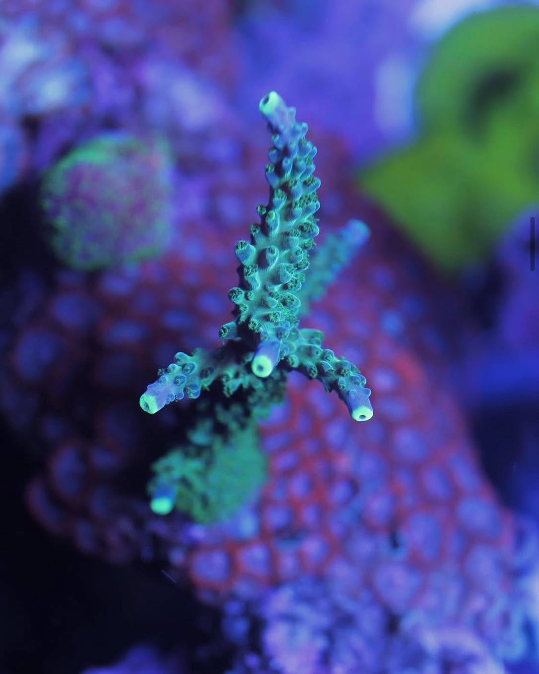#tropicmarintanks
Beautiful shot from @yoorreef 💜
Do you also have such great corals in your tank? Tag your post with #tropicmarintanks.
#tropicmarintanks #tropicmarin #tropic_marin
#eatsleepreef #allmymoneygoestocoral #reefporn
#coralporn #reefaholics #aquarium #saltwateraquarium #nanoreef #reeftanks #euroreefers #reef2reef #reefers4reefers #vitaminsea #seafari
@tropicmarinusa @tropic_marin_br @tropic_marinarg @tropicmarinperu @aquarium_planet_er @scireef @aqua.united.gmbh
