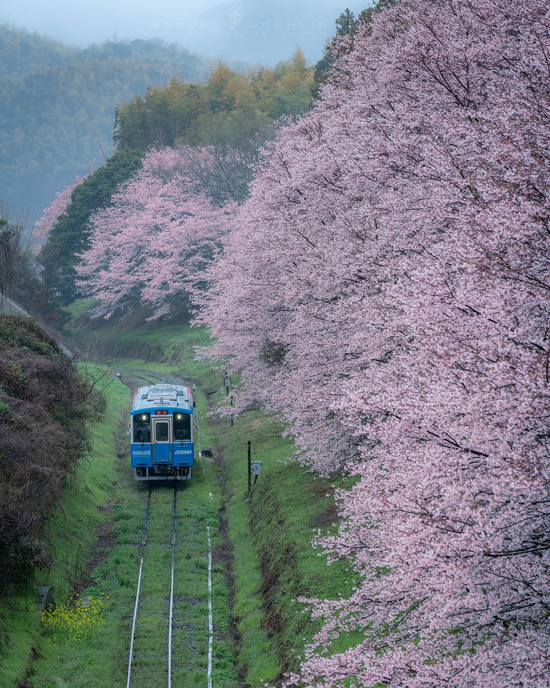 When the Valley Turned Pink
•
The weather that day just couldn’t make up its mind. Rain, a bit of sun, then rain again… definitely not the easiest conditions for photography, and I honestly wasn’t sure this shot would work. But standing there longer, watching the soft mist settle around the valley and the sakura getting deeper in color with every shower, I realized something. Cherry blossoms in the rain have their own kind of magic. Sometimes the shots you almost give up on end up becoming your favorites 🌸🚃
•
Swipe ➡️ for the print version!
•
@nikonjp #nikonD850 AF-S 70-200mm f/2.8 ED VR II
•
ISO 100 | f/8 | 1/160s
•
#japan_daytime_view #daily_photo_jpn #bestjapanpics #bestphoto_japan #instagramjapan #nipponpic #lovers_nippon #springinjapan #railwayphotography #trainphotography #naturephotography #cherryblossoms #sakuraphotography #rainydayphotography #landscapephotography #ruraljapan #localtrain #flowersofjapan #visitjpn #福岡県 #赤駅 #平成筑豊鉄道