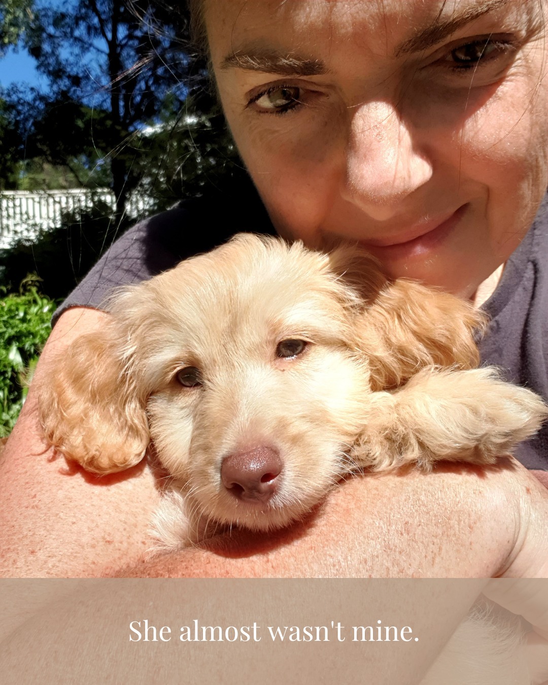 She almost wasn't mine.
Maple went home with another family the same day I collected her sister Olive. One week later, through no fault of her own, she needed a new home.
I drove two hours to her. She was handed to me and threw herself backwards into my chest — and I felt it immediately. This one was different. I put her in the carrier and began the two hour drive home. Somewhere along that road I needed a break. We stopped — a cat harness was all I could find to fit her. We had a little walk, then she went back in the carrier with the harness on for the rest of the drive. By the time we arrived she'd chewed through it almost completely. I binned it.
She was nine weeks old. She had no idea she'd just changed everything.
Maple is my soul dog. The one who looks at you like she already knows. The one who settled into this house and this life like she'd always been here — because somehow, she always was.
She became a mother to the most extraordinary puppies — every colour, every coat, every personality. Each one left with a full kit of gear because no puppy of Maple's was ever leaving here in a thin strappy cat harness.
One I kept. Her name is Hazelnut. That story deserves its own post.
She has decided I am her human. It is entirely mutual. To this day she still does circles when I come home — round and round, toy in her mouth, making her little woo woo woo sounds — overjoyed with absolutely nowhere to put it. I hear many of her puppies do exactly the same. Pure Maple, passed down.
I had suggested the name Maple when we picked up Olive. Martin didn't think it suited her. I assumed he didn't like the name. Then this pup arrived and Martin said — why aren't you calling this one Maple? He'd never disliked the name. He just knew it wasn't Olive's. He was right. It was always hers.
The maple leaf in our logo is hers. It always was.
She is the heart of everything we do here at Hendricks & Maple — and the reason the brand exists at all.
Tell me about your soul dog. 🐾
🍁 www.hendricksandmaple.com
#LabradoodlesOfInstagram #MiniLabradoodle #DoodleMum #DogsOfInstagram #DoodleLove