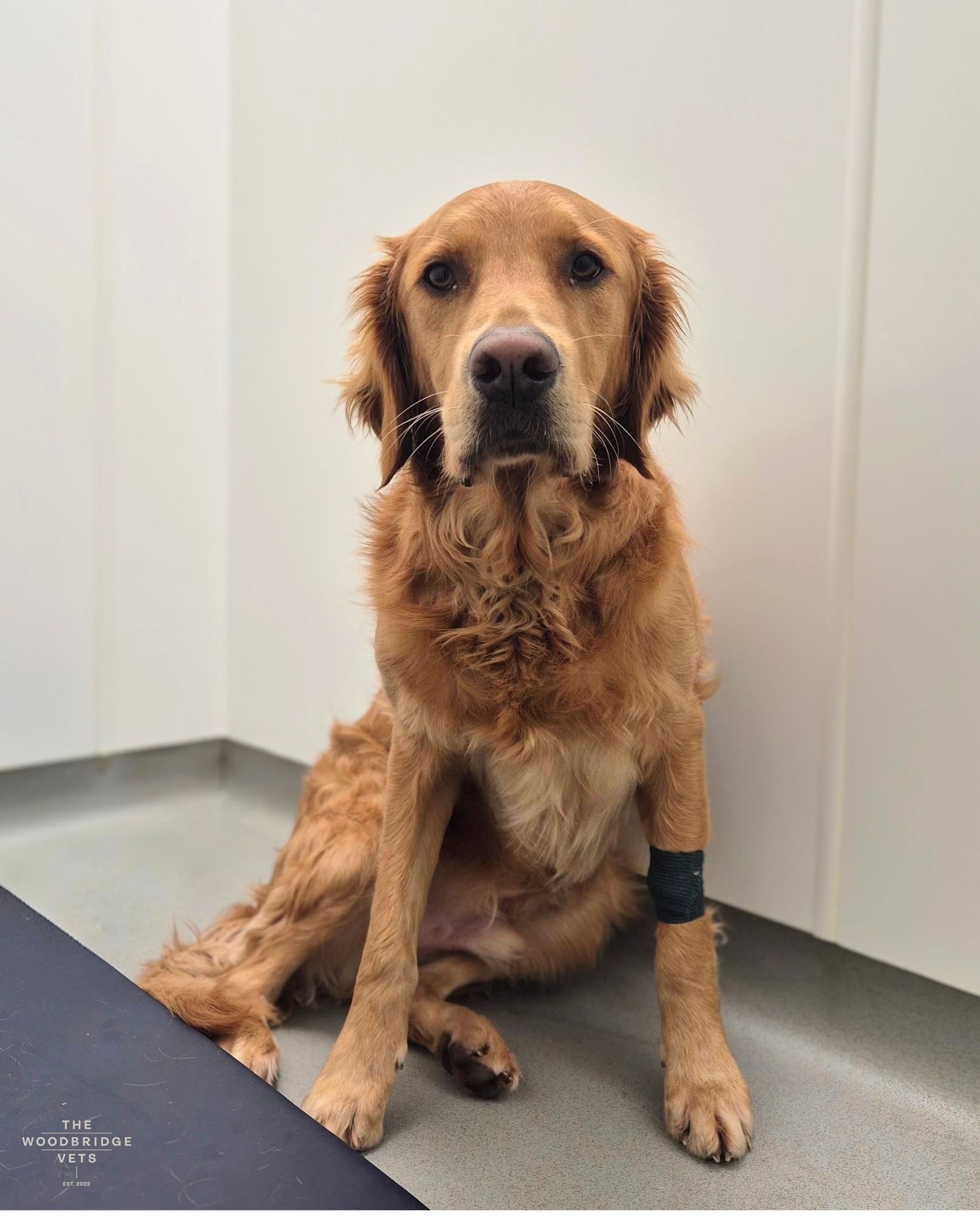 Meet Rudi.
Rudi, a happy 1-year-old Golden Retriever, came to see our vet Simon after his owner noticed an unusual gait, meaning his walking pattern looked abnormal because he was swinging his right hind leg outward slightly and showing mild lameness. Although his examination appeared normal, Simon recommended a CT scan to investigate further 🔍
The following day, Rudi was admitted for a CT scan of his pelvis and hind limbs under gentle sedation. Despite everyone expecting to find a cause for his awkward movement, the results came back completely normal, with no abnormalities detected. No treatment was needed at the time, and Rudi was simply advised to be monitored and rechecked if necessary.
We are so pleased this lovely boy is doing well, and even happier that he received the good news that there is nothing wrong with him. He can now enjoy life to the fullest 🤎
#thewoodbridgevets #independentpractice #veterinarypractice #independentbusiness #goldenretriever #dogs #cats #caninecare #dogshealth #veterinarycare #veterinaryservices #ctscan #ctdiagnostics #diagnosticimaging #veheriexcellence #veterinarytreatment