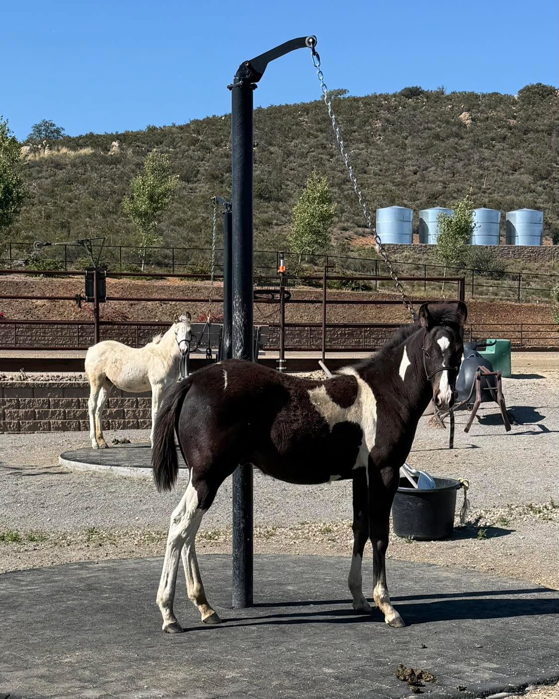 These two are looking so darn good! Here is SHR Blackout (Diamond Tari x SHR Sotally Tober) and behind him, SHR Cookie Monster (Gunnatrashya x SHR Cookie Cutter)!