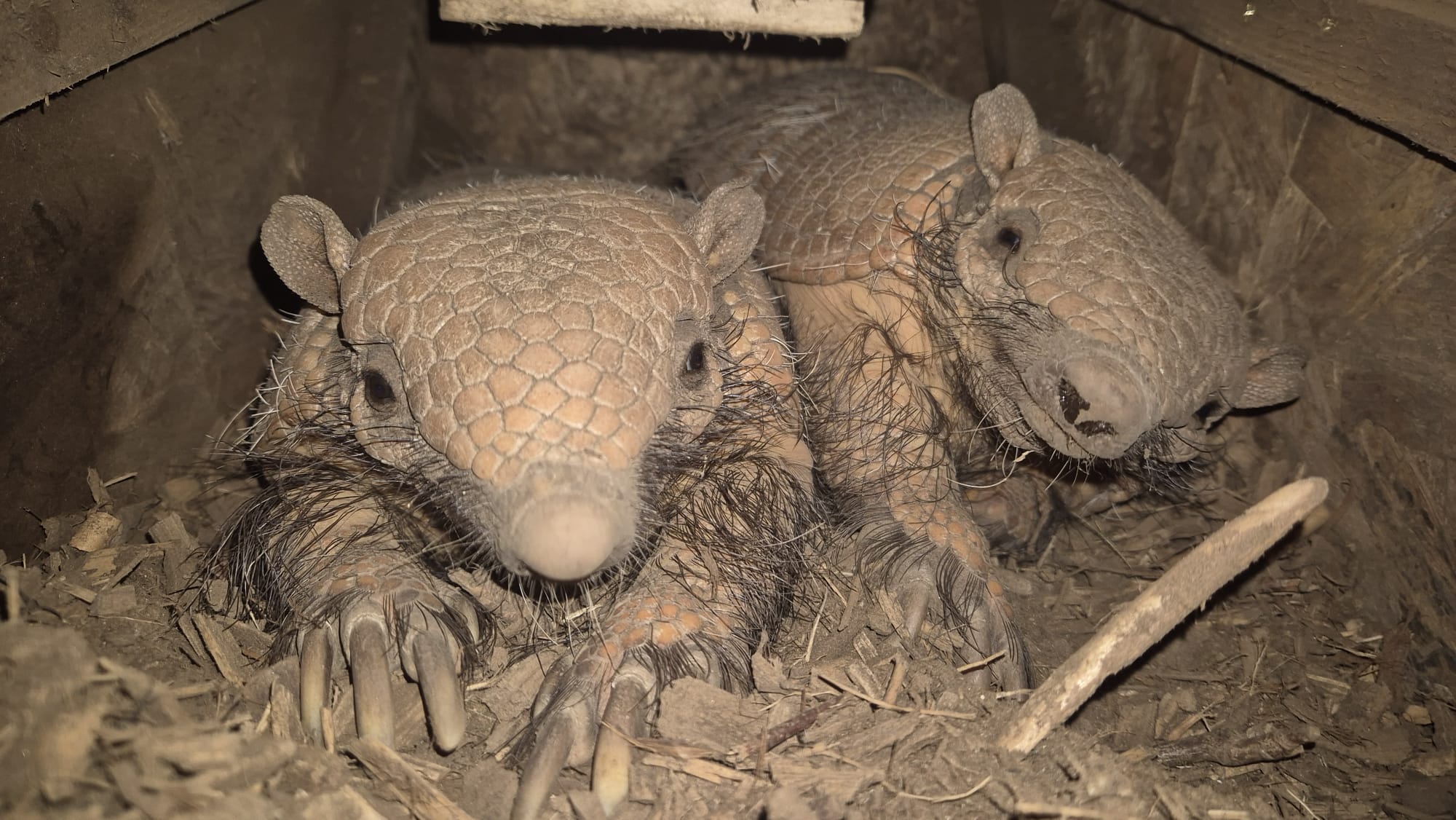 When someone says it’s time to get up… but your brain is still very much in bedtime mode.
Our armadillos are slowly waking up and easing into the day — which feels extremely relatable, to be honest. 💤
#armadillo #zoo #animals #relatable
