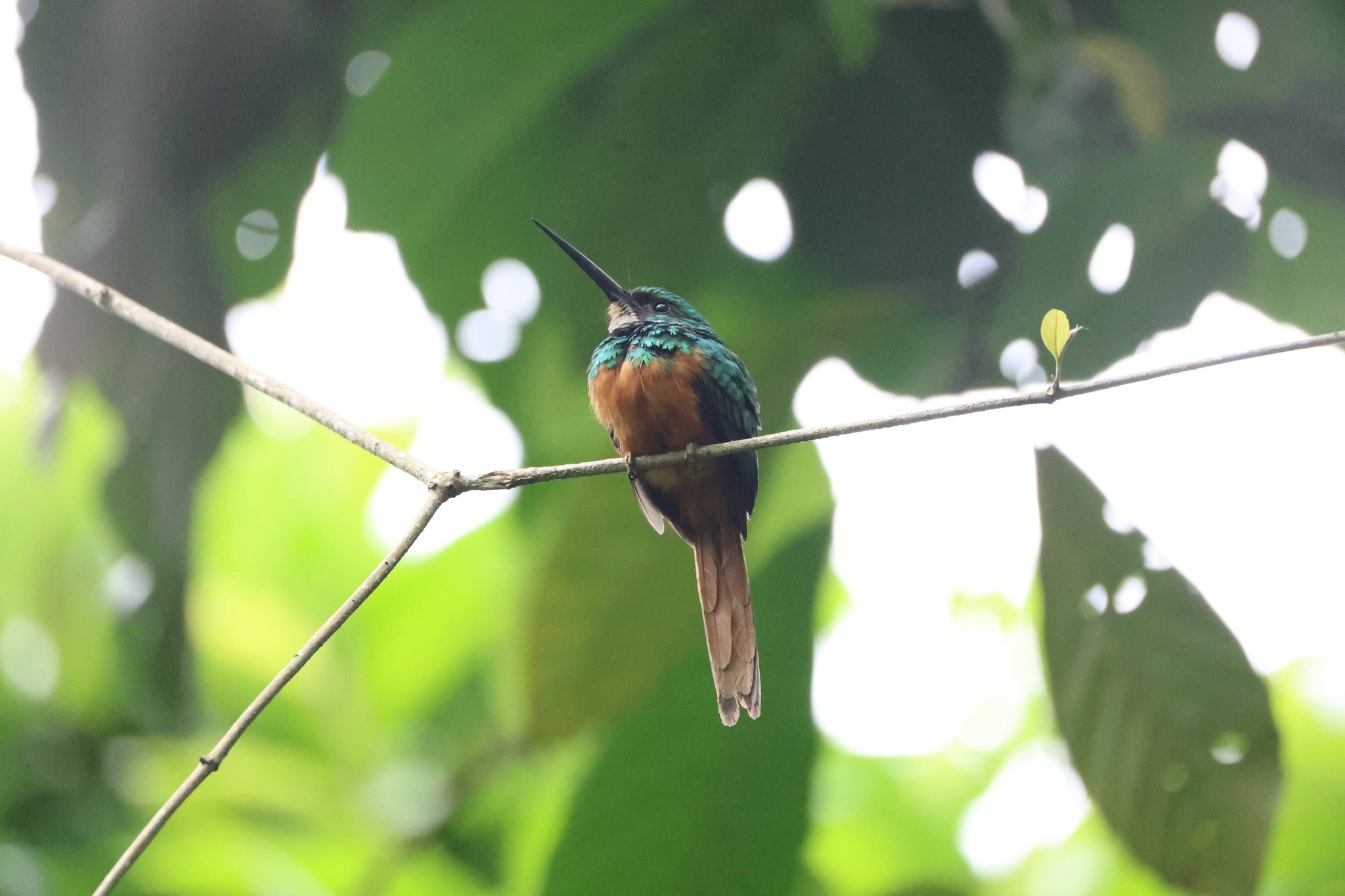 Meet the Rufous-tailed Jacamar — one of Costa Rica's most stunning jewels of the rainforest!
Spotted this beauty in La Fortuna and I just had to stop everything to capture this moment. Those iridescent feathers are absolutely breathtaking in person!
Shot with my Canon 200-800mm F6.3-9 IS USM 📸
Costa Rica never stops amazing me — every single trail hides a masterpiece like this one. 🇨🇷❤️
#CostaRica #PuraVida #Jacamar #BirdPhotography #BirdWatching #Canon #Wildlife #CostaRicaWildlife #NatureLovers #LaFortuna #Rainforest