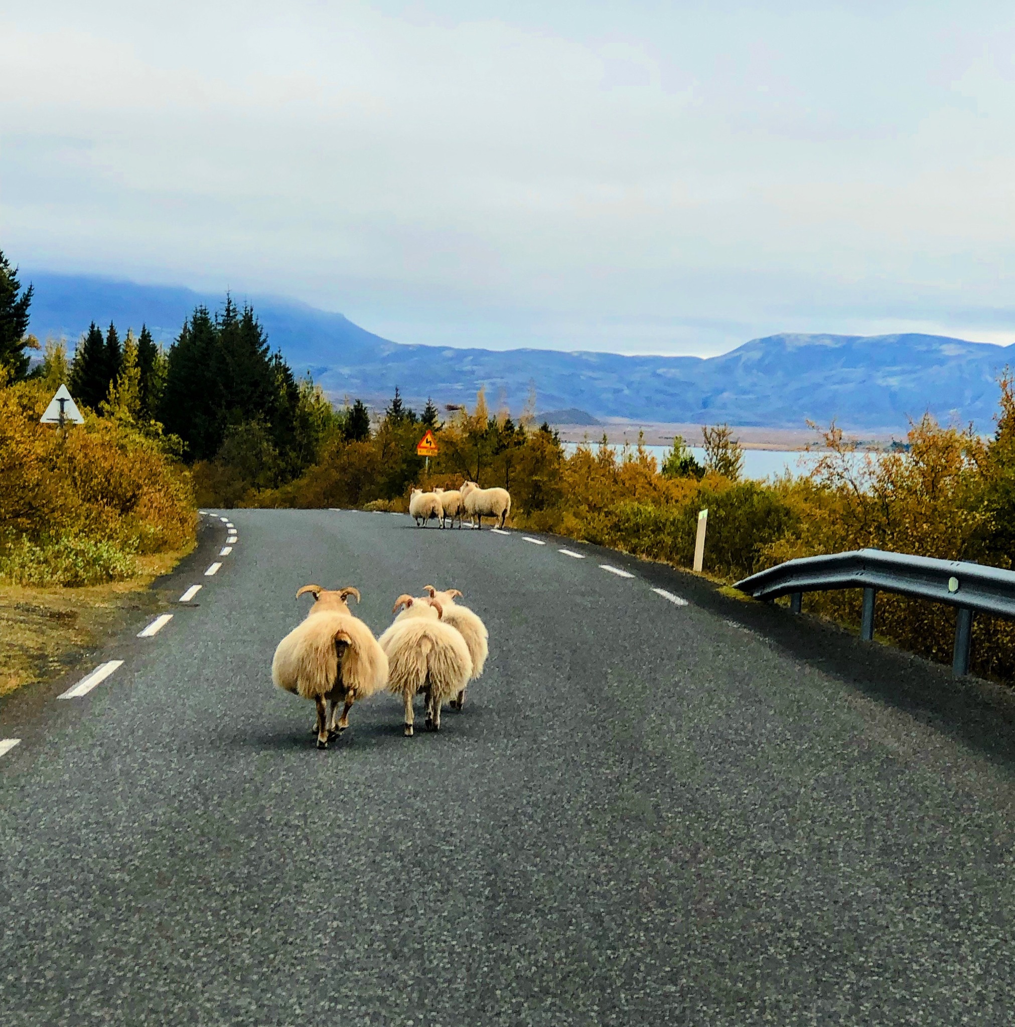 A private journey through Iceland is not about doing more.
It is about doing the day properly.
The timing.
The route.
The weather.
The road.
The space between places.
And sometimes, the small pauses Iceland gives you along the way.
Thisland creates private journeys shaped around the people traveling, not the schedule of a bus.
#Thisland
#PrivateIceland
#IcelandTravel
#SlowTravel
#IcelandRoadTrip
#YoursToExplore