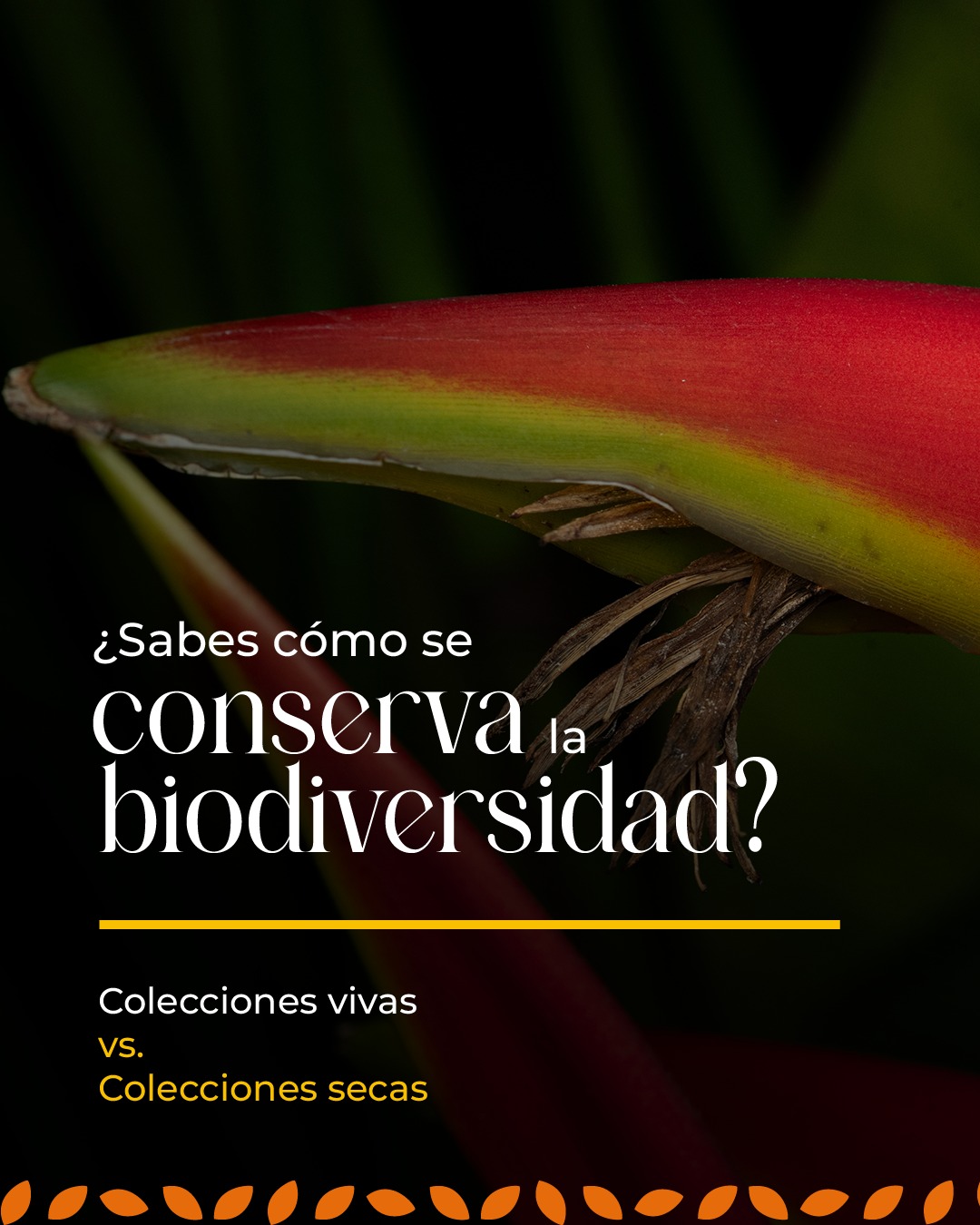 Cada planta cuenta una historia 🌿✨
Las colecciones vivas y las colecciones secas nos permiten conocer, conservar y estudiar la riqueza vegetal de nuestra región.
Mientras unas florecen y crecen en su entorno natural, otras preservan información invaluable para la investigación, la educación y la conservación de la biodiversidad. 🍃📚
Ven, conoce nuestras colecciones y conoce más sobre el bosque seco tropical
#Cali #BosqueSecoTropical #jardínbotánicodecali