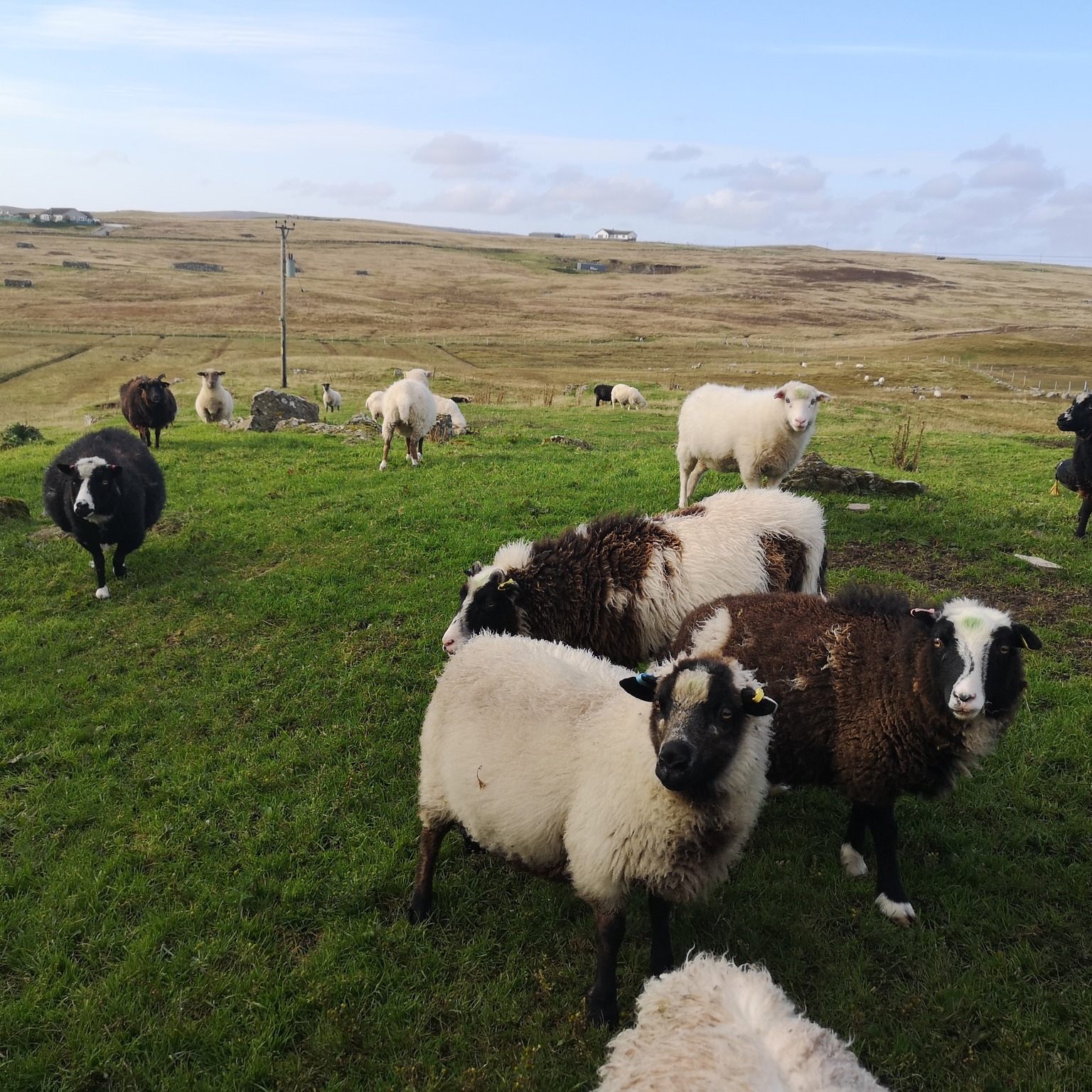 Shetland sheep are famous for their incredible natural colour range, from soft creamy whites and warm fawns to greys, browns, and deep moorit shades. That beautiful variety makes Shetland wool a dream for makers who love working with undyed fibres that already carry so much variety.
At Woolplay, you can enjoy undyed Shetland wool in 4ply weight as well as rovings giving you a different ways to work with this versatile British wool depending on your craft.
At this time of year 4ply yarns are perfect for lightweight knits, colourwork, and finer garments. We also love using the rovings for spinning, blending, and fibre projects that let the wool’s natural shades be the centre of attention.
Whether you’re drawn to a subtle tonal palette or a richer mix of shades, Shetland wool offers endless inspiration straight from the fleece. It’s a wonderful example of how British sheep breeds bring beauty, individuality, and heritage to every handmade project.
#shetlandwool #4ply #britishwool #woolfibre #shetlandsheep