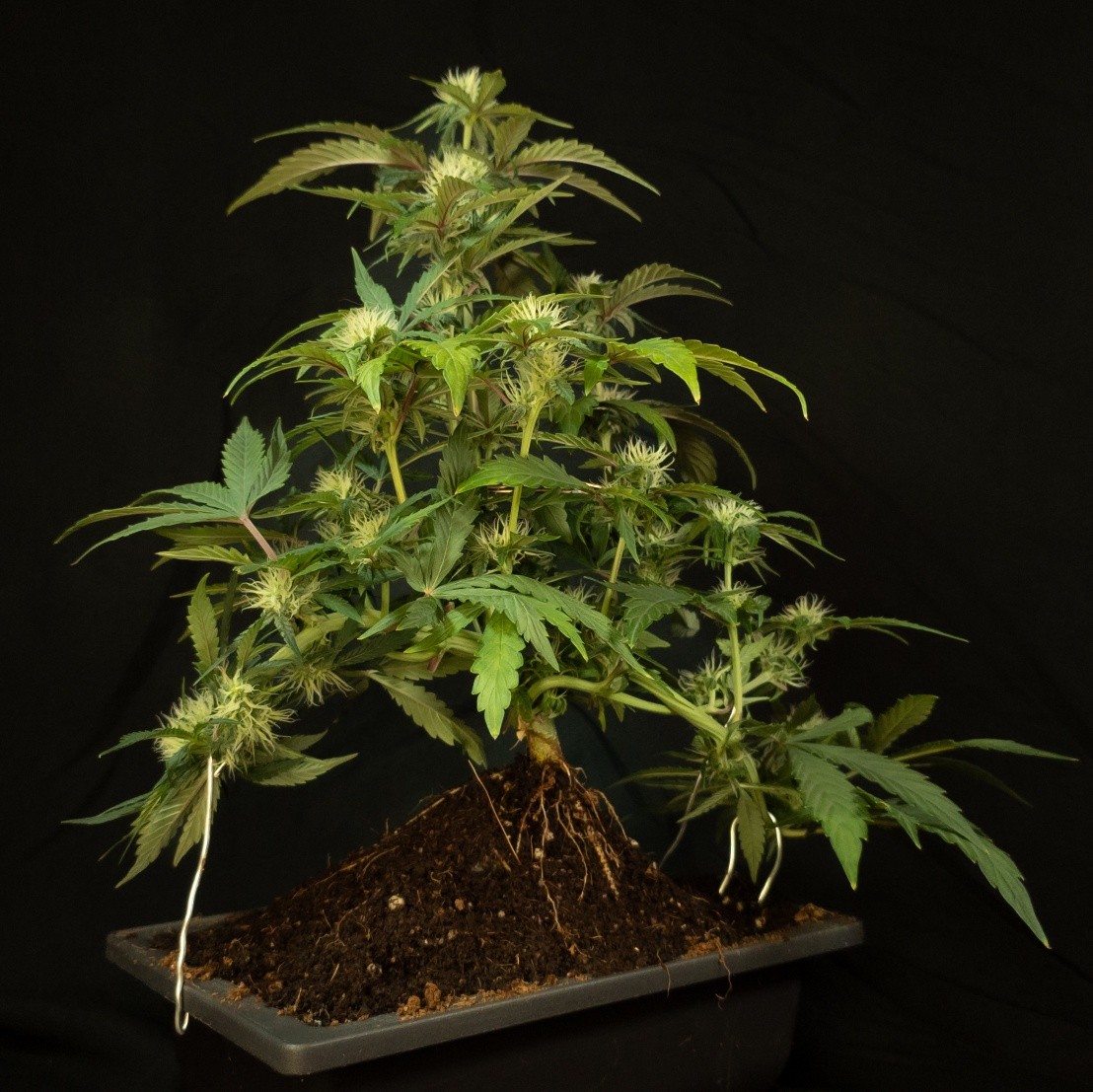Bonsai teaches us patience and precision through careful pruning and training; principles we apply to cannabonsai, shaping compact cannabis into living art. This Gobstomper from @_mephistogenetics is already showing early flowers just weeks from sprout. Bred as Sour Stomper x Mango Runtz, she’s packing grapey mango candy-gas terps, heavy frost, and thick buds on a 60/40 indica-leaning frame. Thanks to Mephisto Genetics! Use code cannabonsai for 10% seed discount