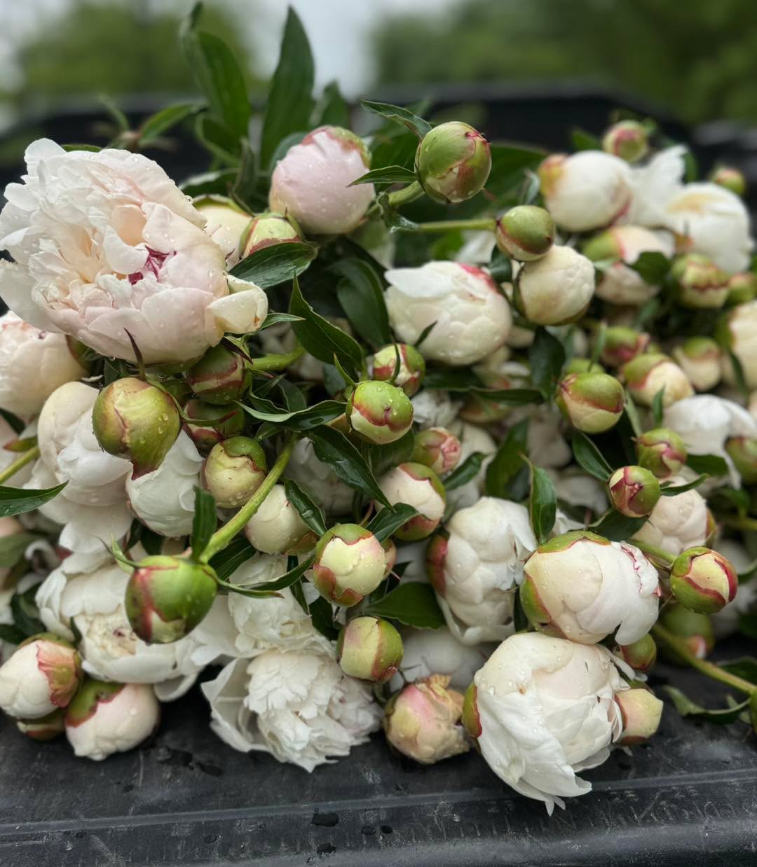 I don’t know who needs to hear this but ants are NOT needed to open your peony!
They just love the nectar. And they’re actually great to have around because they’ll keep other bugs away from ruining our precious peony buds! Once peony season leaves so do the ants. 🐜 🐜 🐜
Peony season is still going strong for us!