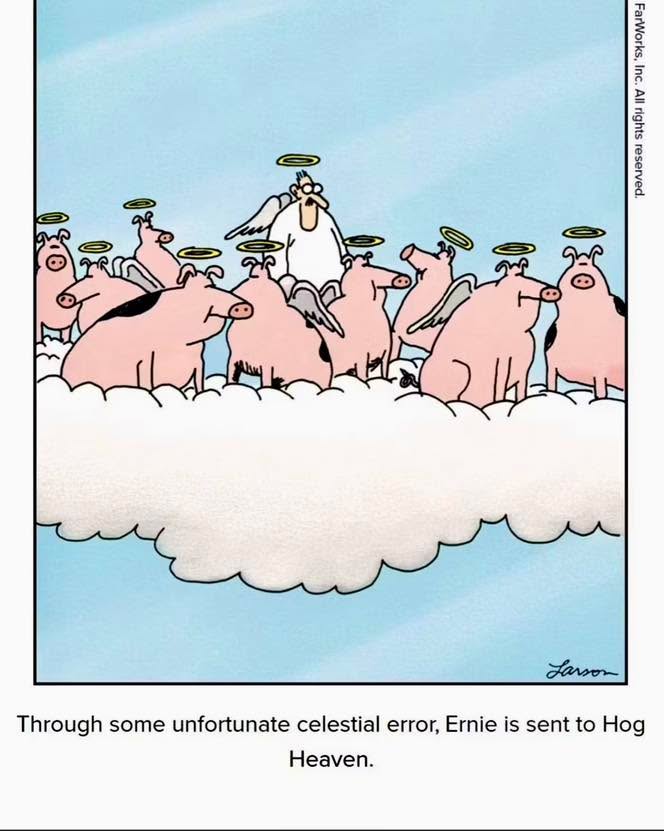 😍 Days like today make you feel like you’re in hog heaven!! 🌡️ Make the most of it folks!!