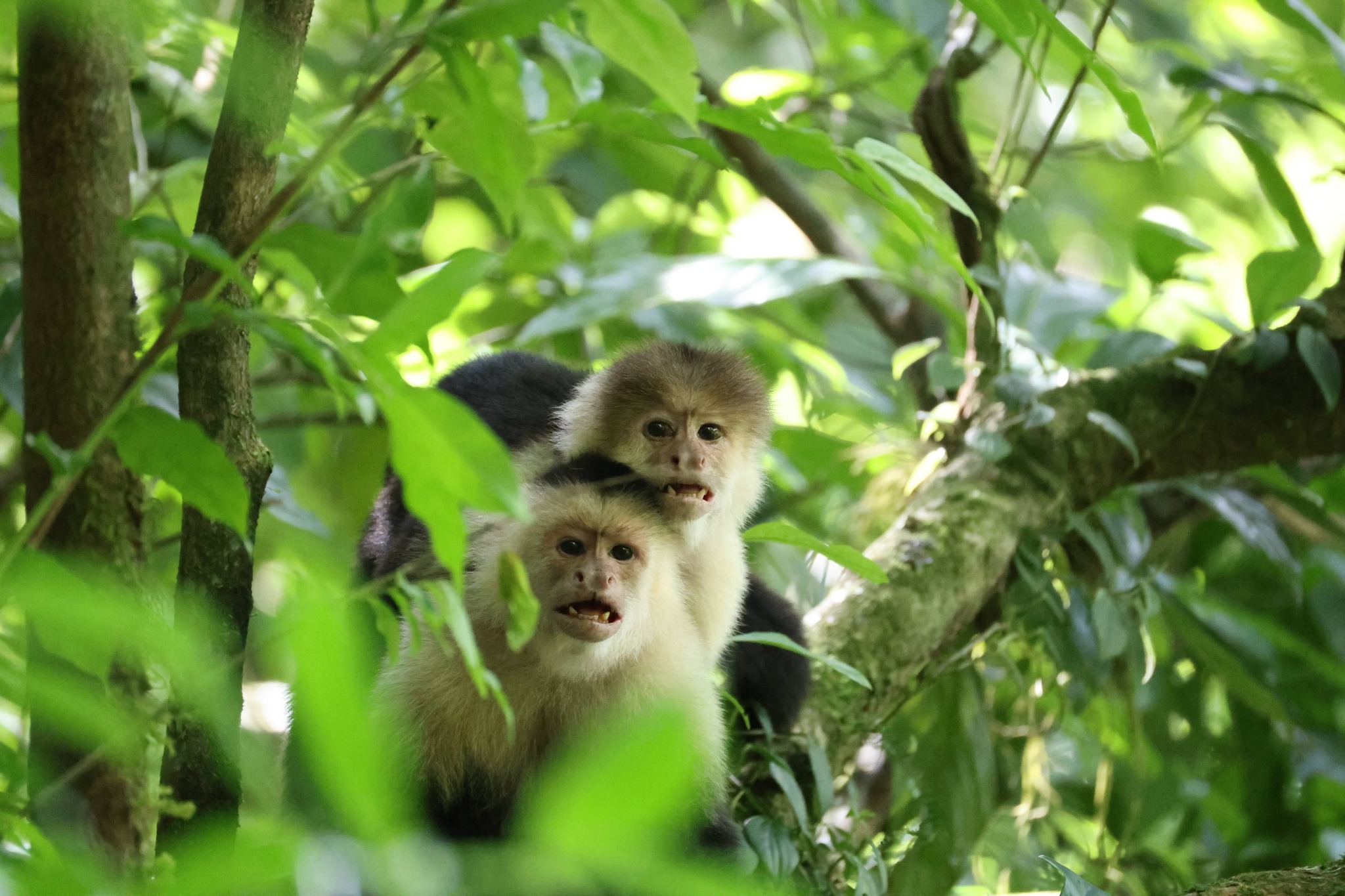 🐒 Those eyes say it all! ✨
Meet one of Costa Rica's most curious and intelligent residents, the White-faced Capuchin monkey!
These incredible little ones are known for their sharp minds, playful personalities and their ability to use tools in the wild, making them one of the most fascinating primates in the rainforest.
Every encounter with them is a reminder of how magical and alive this country truly is.
Have you ever had a close encounter with a Capuchin? Drop it in the comments! 👇
#CostaRica #PuraVida #WhiteFacedMonkey #Capuchin #Wildlife #CostaRicaWildlife #NatureLovers #Rainforest #Canon