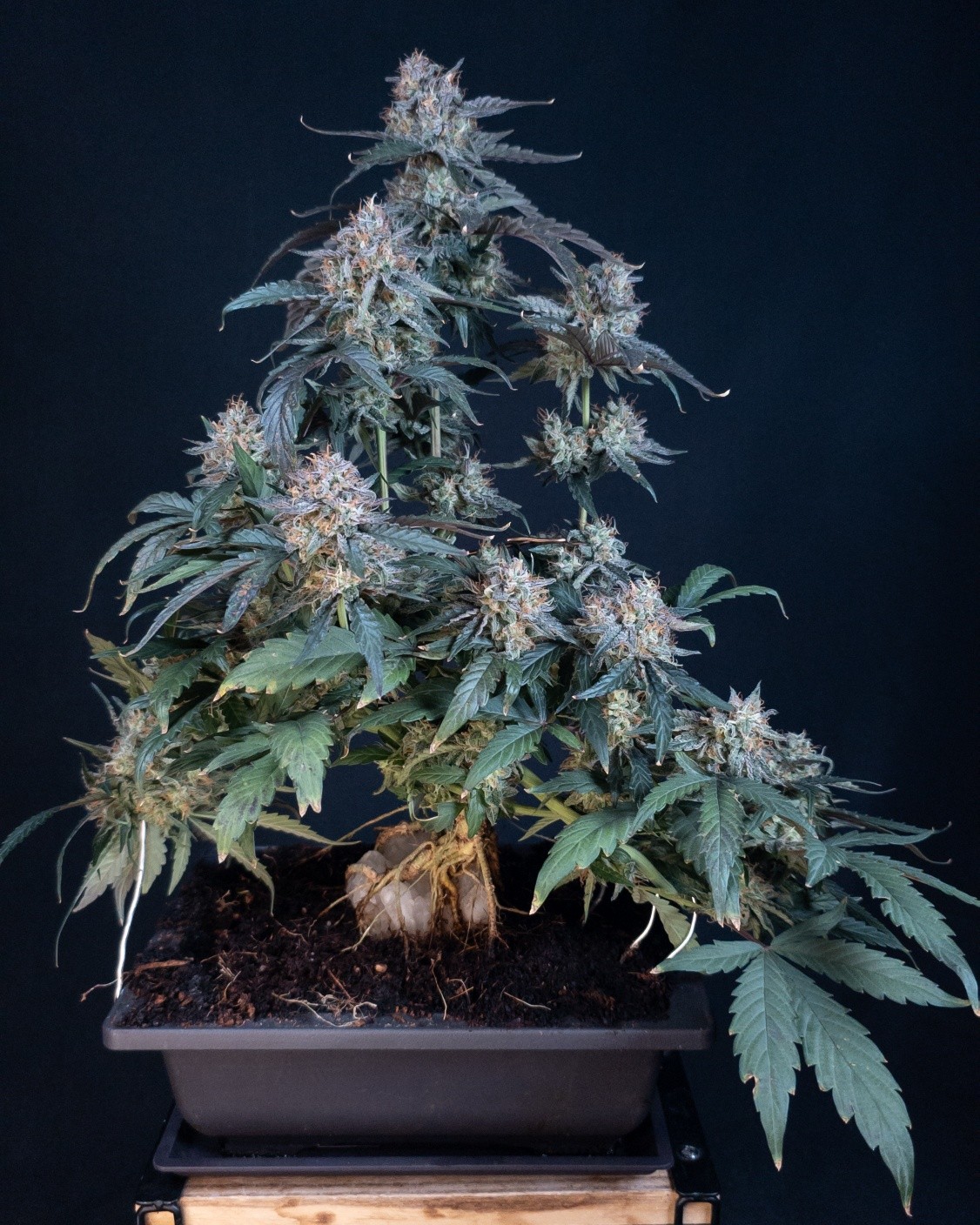 Bonsai philosophy of patient shaping and restraint comes alive in cannabonsai; carefully training compact cannabis into miniature, potent works of art. This Gobstomper from @_mephistogenetics is hitting peak flower: buds fattening up fast with purples emerging and pistils fully stacked. Sour Stomper x Mango Runtz genetics delivering those signature tropical fruit loops dunked in gasoline, grapey mango candy terps with spiced rubber twists, and heavy frost all over. Huge thanks to @_mephistogenetics! Grab seeds with 10% off using code cannabonsai.