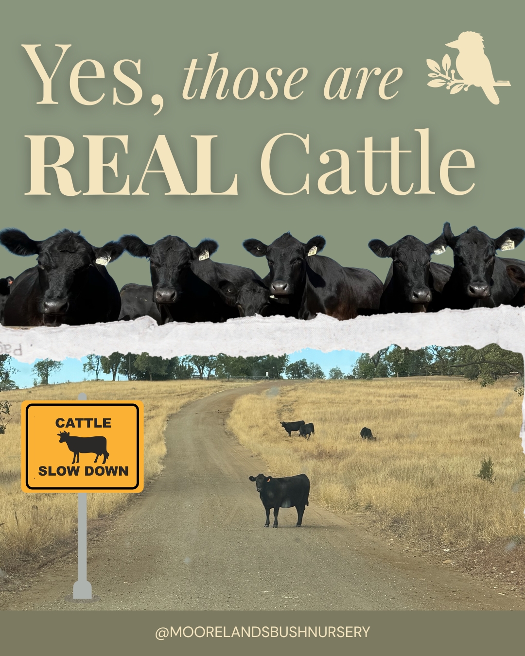 A lot of people are surprised when they drive in to see us. 🐂
Moorelands has been home to the Murray family since 1898, and the cattle have been part of the story the whole way through. Long before the nursery was here, long before the Feed Shed, the herd was grazing these flats and walking these paddocks.
So when you turn off Dargal Road and spot a few Angus along the way, that's not a coincidence. That's the welcome committee.
Swipe through to meet the herd, see the working view from the nursery, and find out why Moorelands is more than what's growing in the greenhouses. You can read more about the early years of Moorelands on our website at: https://www.moorelands.com.au/about-us
📍 1344 Dargal Road, Roma Nursery open Mon–Fri 9am–2pm, Sat–Sun 8am–4pm
#moorelandsbushnursery #romaqld #maranoa #workingcattleproperty #angusbeef #australiannursery #countrylife #ruralqueensland #murrayfamily #since1898