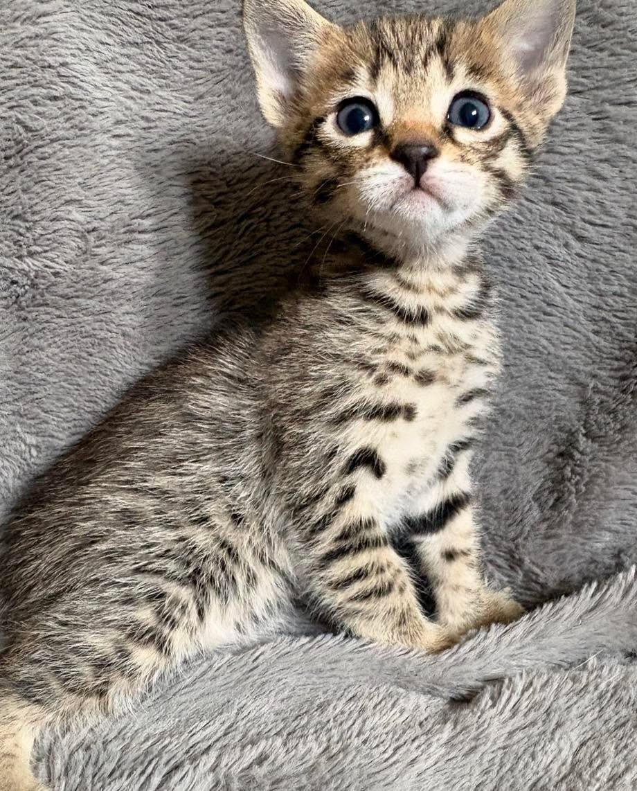 Beautiful Calypso ❤️
Calypso is already absolutely stunning and has the sweetest little presence, even while going through the fuzzy stage. Once her coat clears, she is going to be even more beautiful, if that’s even possible. ✨
She is sure to capture someone’s heart very quickly.
Please message me for further details.