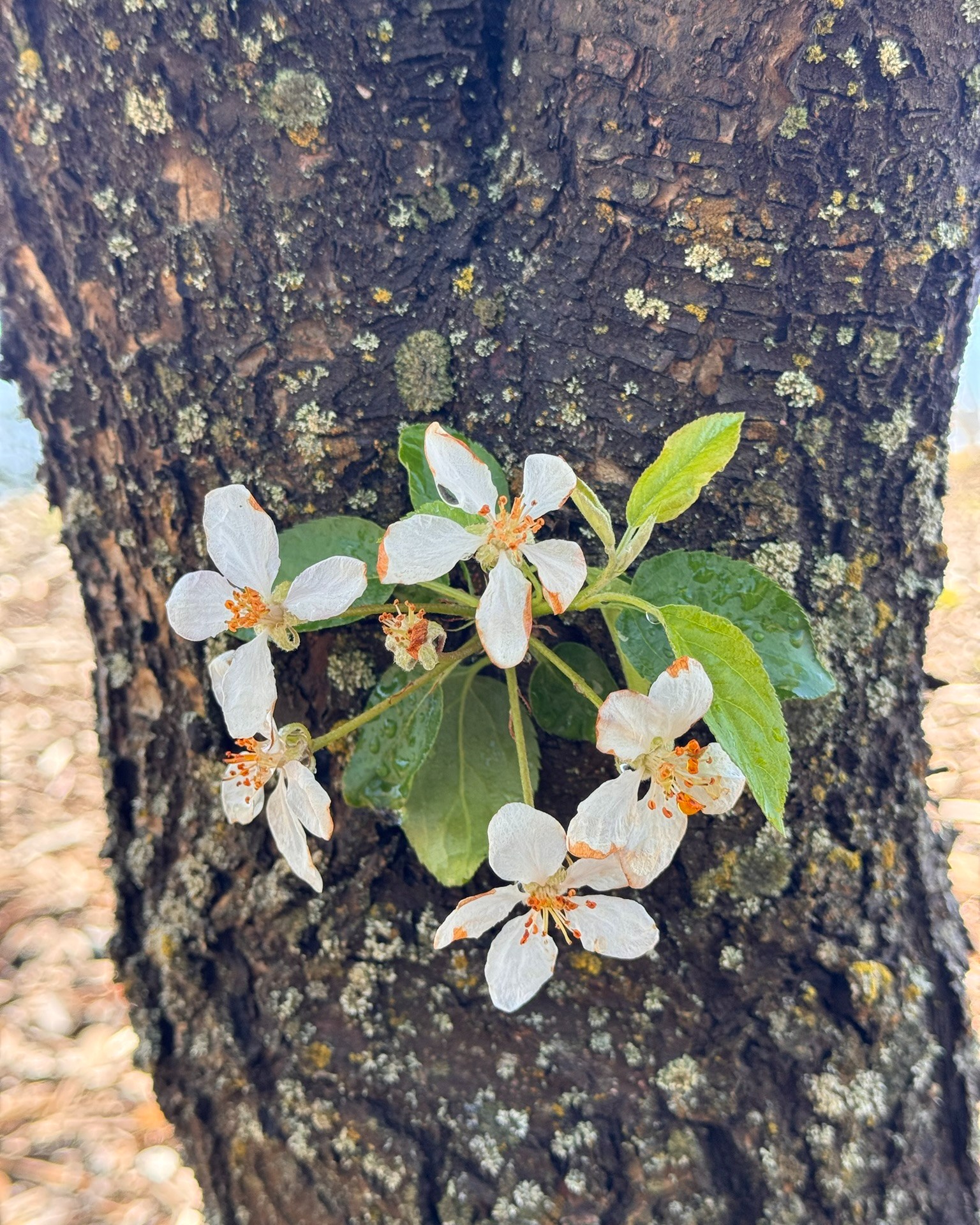 After last year’s apple drought, I am thrilled to see so many apple blossoms on our trees.
Tiny blooms, big hopes. 🍎🌸
#AppleBlossoms #SpringBlooms #OrchardLife #GardenJoy #SimpleBlessings #GodsCreation #HomesteadMoments #SpringHope #FruitTrees #CountryLife #EverydayBeauty #GratefulHeart