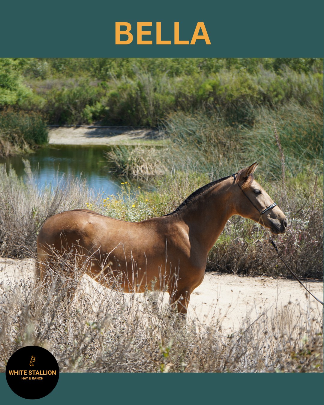 πBella will turn 1 in 10 days! π
In honor of her upcoming birthday, we took new photos to show you have much she has changed.
Bella's buckskin coat is looking great! She's getting taller with a morphology and conformation many can only wish for. π
Bella isn't just beautiful; she is extremely intelligent. Bella is very responsive to voice commands, so she will walk, trot, and canter when verbally asked. She's also been trained to lower her head and has very good manners. π
Bella will make an excellent partner for someone who seeks a dressage prospect and lifelong friend. ππ
Go to Whitestallionhay.com to learn more about Bella and her Lineage. π
#andalusianfilly #ancce #buckskin #dressage #whitestallionhayandranch