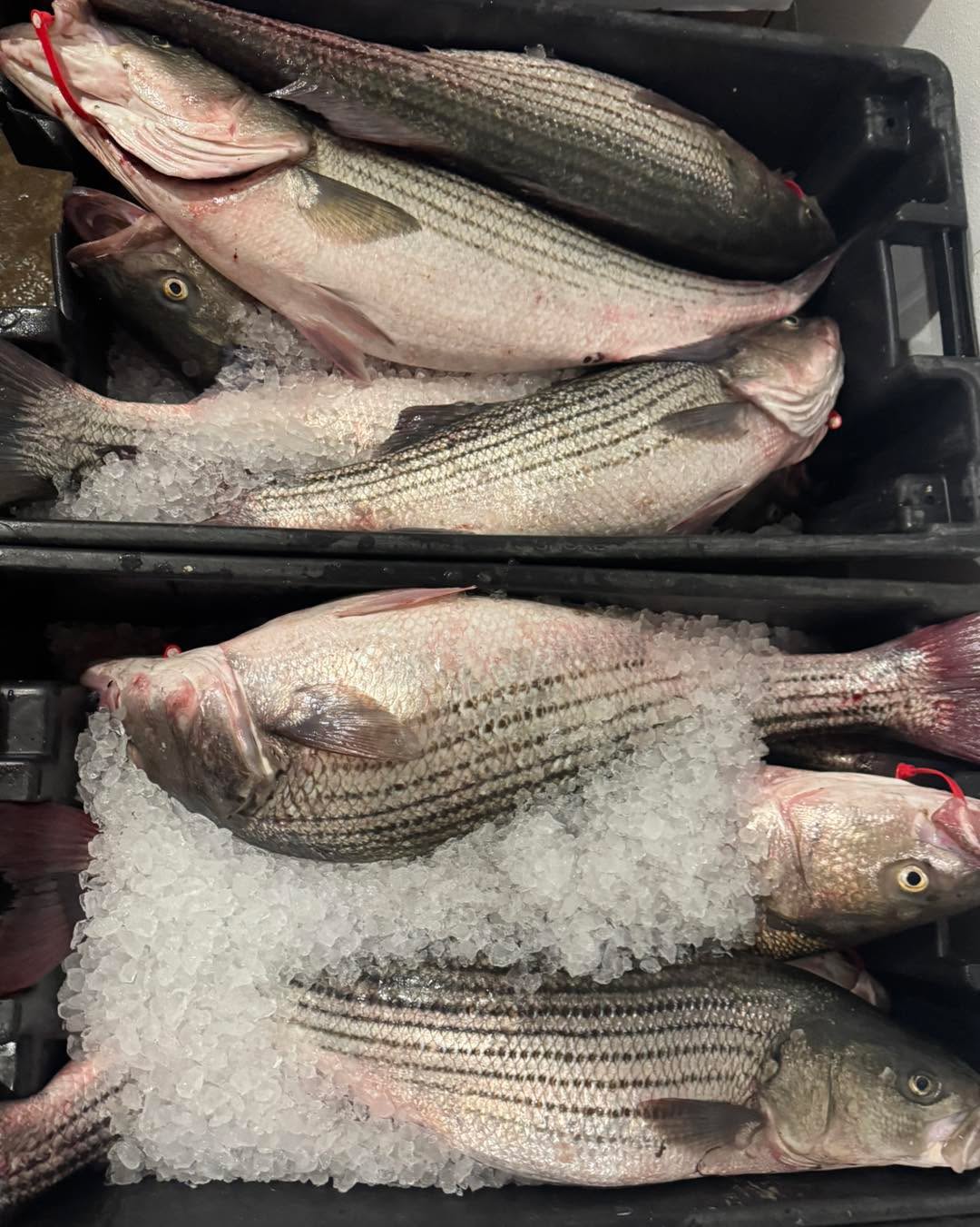 ๐๐ฃ๐๐ฃ๐
Local Striped Bass and Fluke coming in Daily!!
Open 7 Days!!
631.728.Fish
#seafoodmarket #outoftheblueseafood #outoftheblue #longislandseafood #local #seafood #eastend #fresh #easthampton #watermill #shinnecock #hamptonbays #southampton #hamptons #longisland #bridgehampton #westhampton #montauk #fluke #stripedbasd #commercial #localfisherman #EastEnders #localbusiness