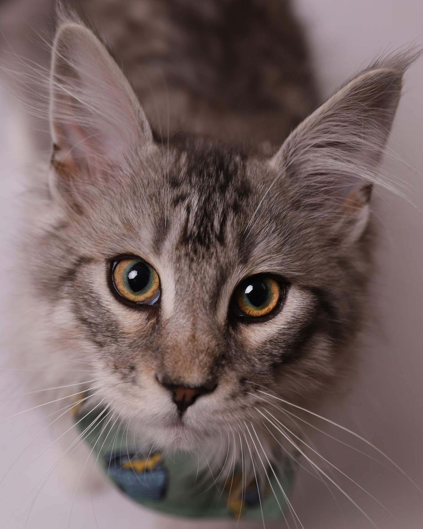 We don't get cats in the studio very often so imagine our excitement when we got a Maine Coon kitten! 🐱❤
#catlover #catlife #catoftheday #catsofinstagram