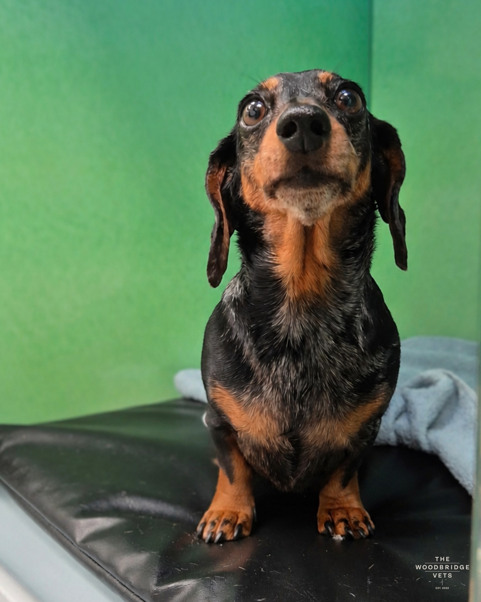 Meet Tink, a lovely, very brave little Dachshund who came to see us for dental treatment. Tink was admitted for a dental procedure so her teeth could be safely examined and treated. Dental care is important in pets because plaque and tartar build-up can cause pain, infection, and damage to teeth and gums if left untreated 🦷
During her procedure, she had a full scale and polish, and one tooth was found to be badly damaged, with a fracture and exposed pulp and roots. This type of damage is painful and carries a high risk of infection, so the tooth was carefully extracted 🦷
Tink received strong pain relief and supportive care throughout and recovered well after her procedure. She was a very brave girl and is now on the way to a much healthier, pain-free mouth 🐾
#thewoodbridgevets #independentpractice #veterinarypractice #independentbusiness #dogshealth #veterinaryservices #dogs #dachshund #dogsoralhygiene #suffolkpractice #suffolkveterinarycare #veterinaryprocedure #veterinarysupport