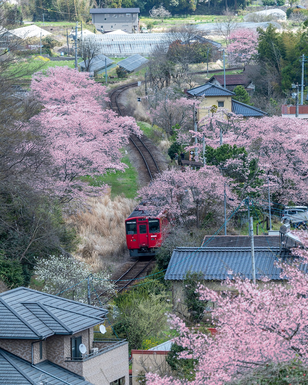 Village in Bloom
•
Some railway spots make you work for them, and this was definitely one of those. After climbing up and checking the timing again and again, I finally got this view over the quiet countryside of Oita. Seeing that little red train slowly making its way through layers of sakura, local houses, and winding tracks felt almost unreal. These are the kind of places that remind me why I love exploring rural Japan with no fixed plan, just following the rails and seeing where they take me 🌸🚃
•
Swipe ➡️ for the print version!
•
@nikonasia #sigma 100-400mm F5-6.3 DG DN OS | Contemporary
•
ISO 320 | f/6.3 | 1/250s
•
#japan_daytime_view #daily_photo_jpn #bestjapanpics #bestphoto_japan #instagramjapan #nipponpic #lovers_nippon #springinjapan #railwayphotography #trainphotography #naturephotography #cherryblossoms #sakuraphotography #rainydayphotography #landscapephotography #ruraljapan #localtrain #flowersofjapan #visitjpn #大分県 #北山田駅 #JR久大本線