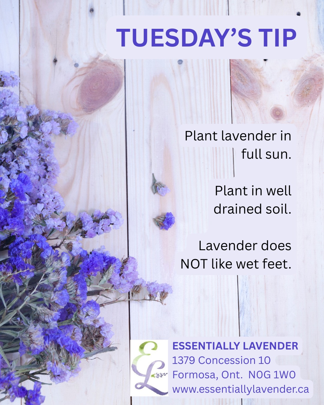 Now is the time to be planting new lavender plants. Remember to plant in full sun and well-drained soil. Lavender does not like heavy, wet soils. We have a selection of lavender plants available for sale at the Lavender Boutique while supplies last.
#lavender #lavenderplants #lavenderplanting #frisiaflora #teeswater #lavenderfarm #walkerton #kincardine #wingham #lucknow