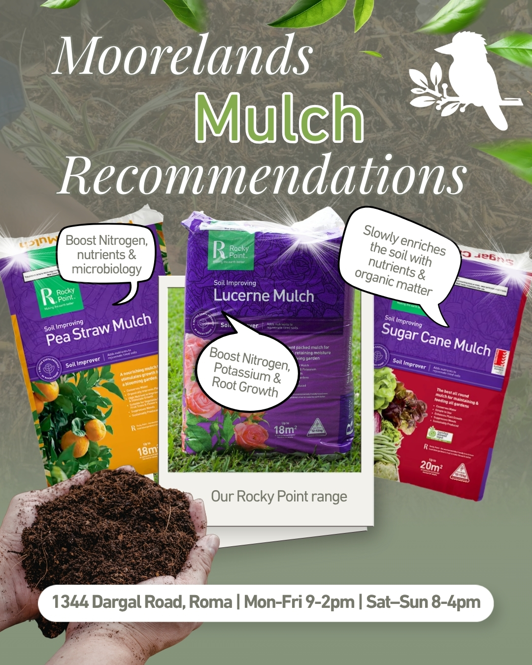 The mornings are getting crisp and the soil is starting to feel it. A good layer of mulch now is one of the best things you can do for your garden heading into winter, it locks in moisture, suppresses weeds, and feeds the soil while your plants slow down.
Our horticulturalist David has this advice about our the Rocky Point AU range:
🌿 Pea Straw — enriches the soil with nitrogen and other organic nutrients, and gives your soil microbiology a real boost. Great for veggie patches and citrus.
🌹 Lucerne — increases nitrogen and potassium, and its lighter colour keeps the soil cooler through the warmer months. Natural hormones in the mulch stimulate root growth and help fight off root disease. A favourite for roses and tired soil.
🌱 Sugar Cane — slowly releases nutrients and organic matter into the soil. Organic, dust-free, and a genuine all-rounder for hedges, beds, and everything in between.
Not sure which one your garden needs? Come out and have a chat with David and the team, we'll point you to what'll work best for your patch.
📍 1344 Dargal Road, Roma
🕐 Mon–Fri 9–2pm | Sat–Sun 8–4pm
@rockypointau