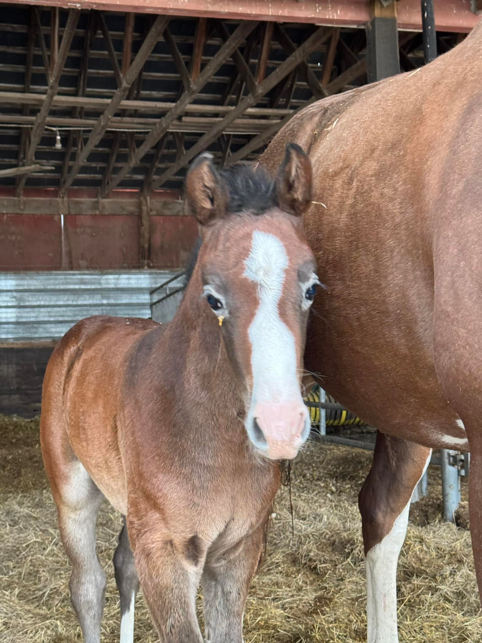 **FACEBOOK HIVE**
I need an E Name for a filly!!
Ermitage Kalone x Cereuza Z.
Welcome to the world!!
Janet A Bali