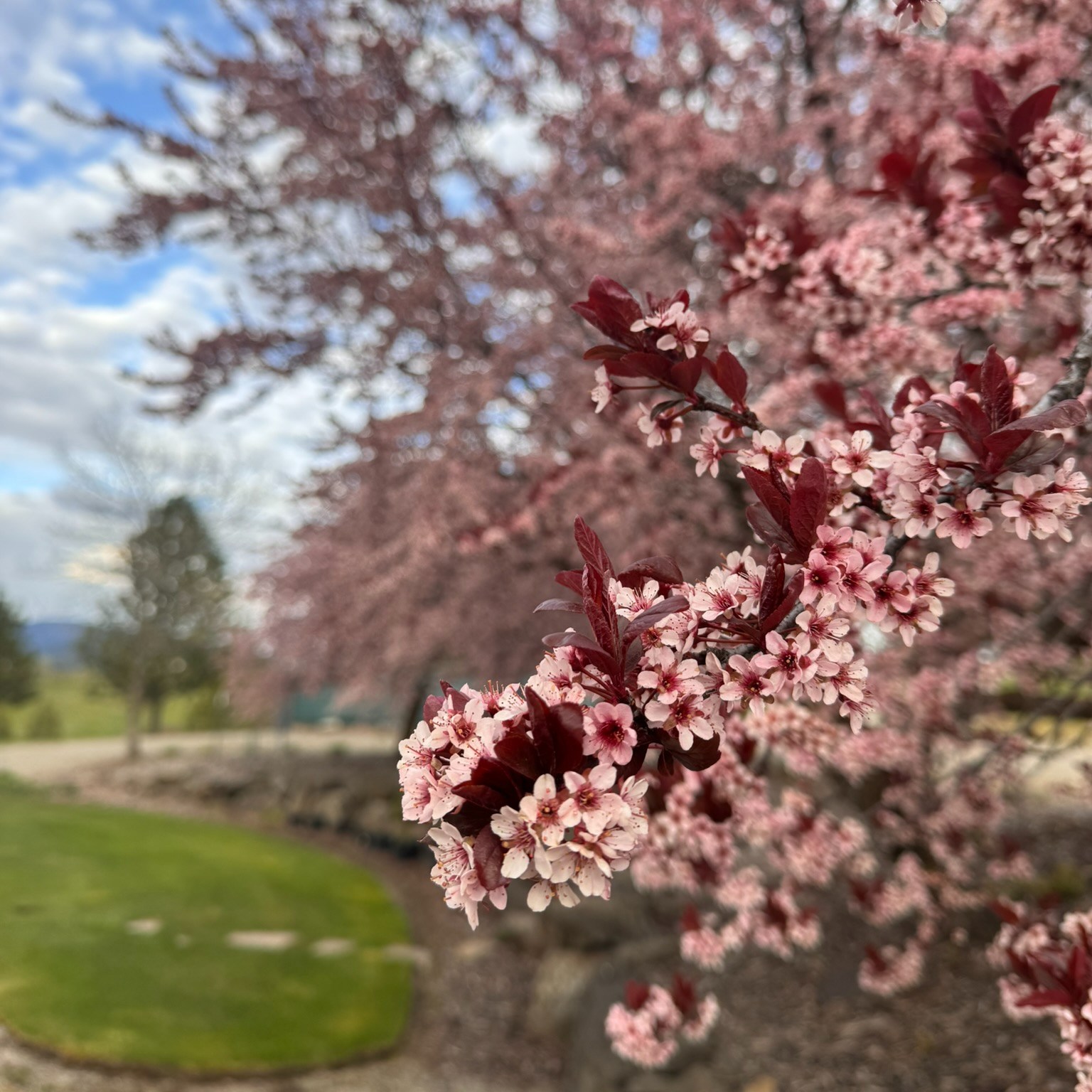 I love when the ornamental plums are in bloom.
There’s something about those soft pink blossoms, such sweet beauty. 🌸
#SpringBlooms #OrnamentalPlum #SimpleBeauty #NatureLovers #EverydayBlessings #GratefulHeart #PinkBlossoms #BeautyInTheEveryday